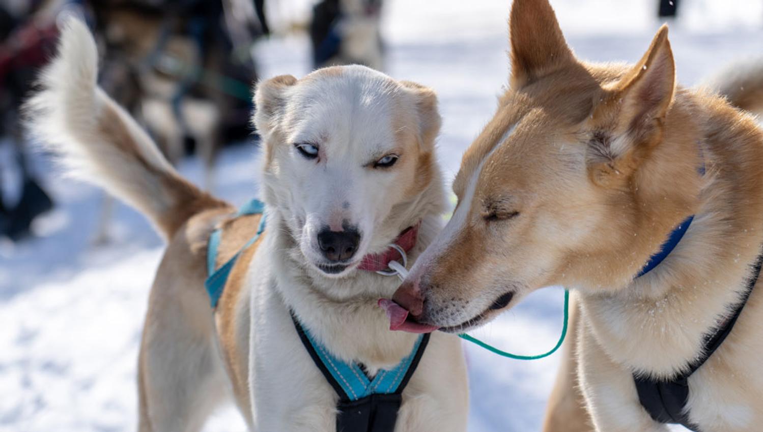 2 dogs from the Telemark Husky Tour