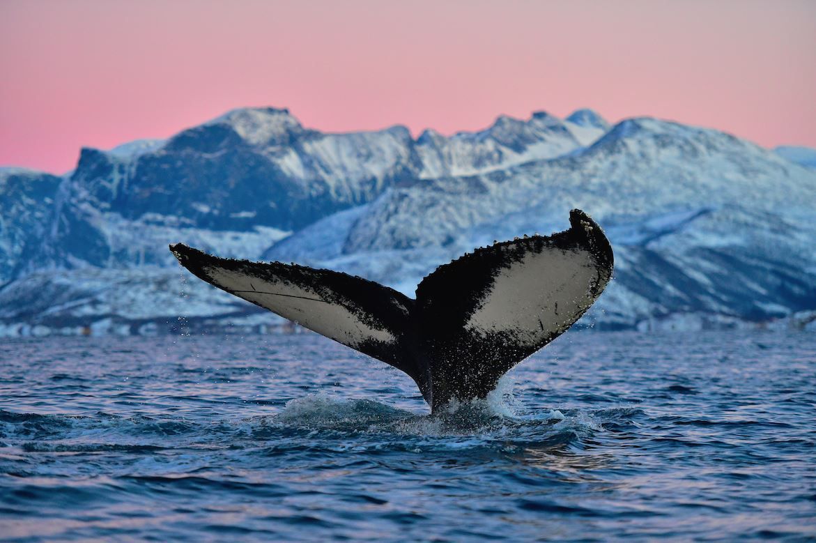 Tale fin of a whale