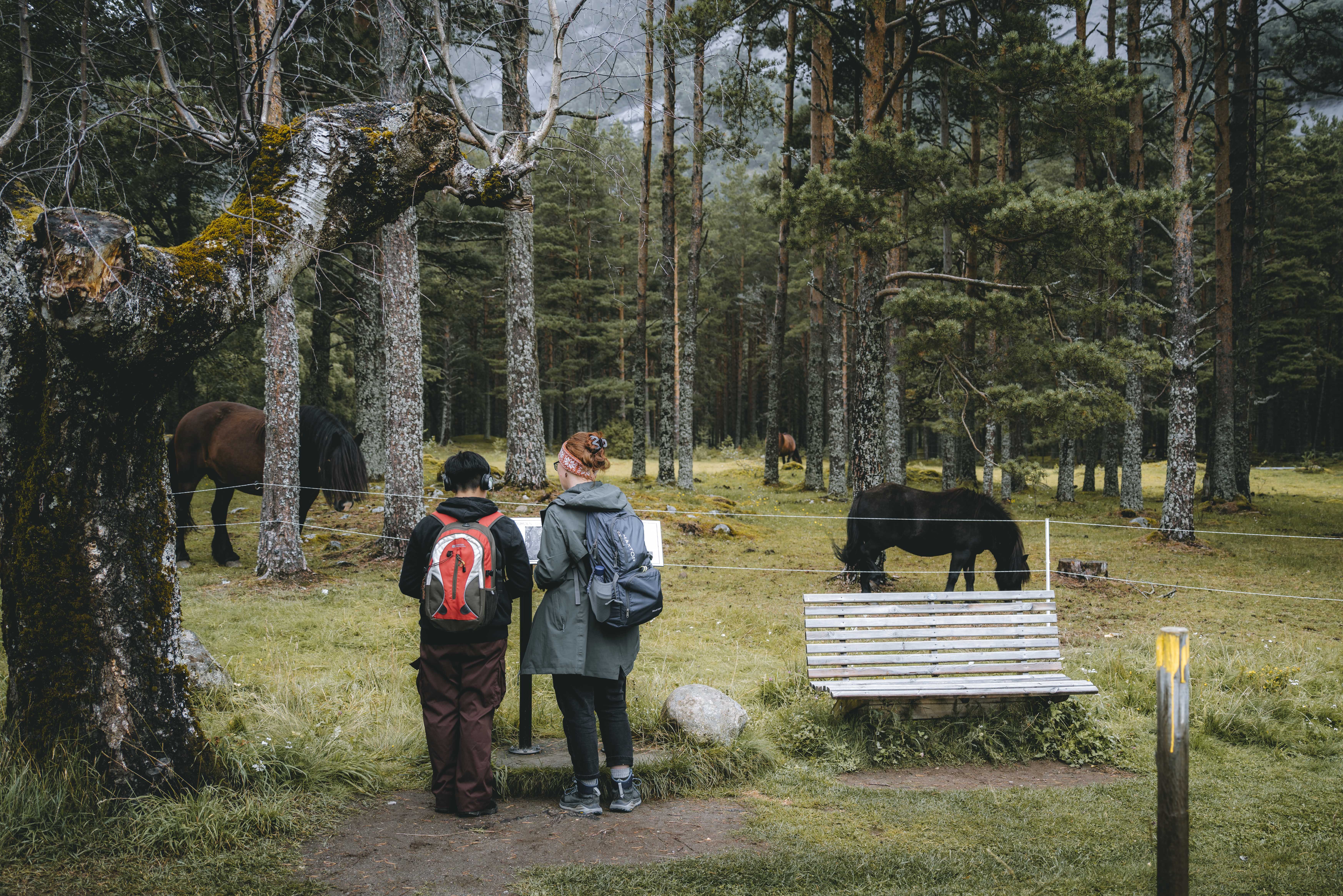 Two women reading the information board in front of a viking grave and some horses.