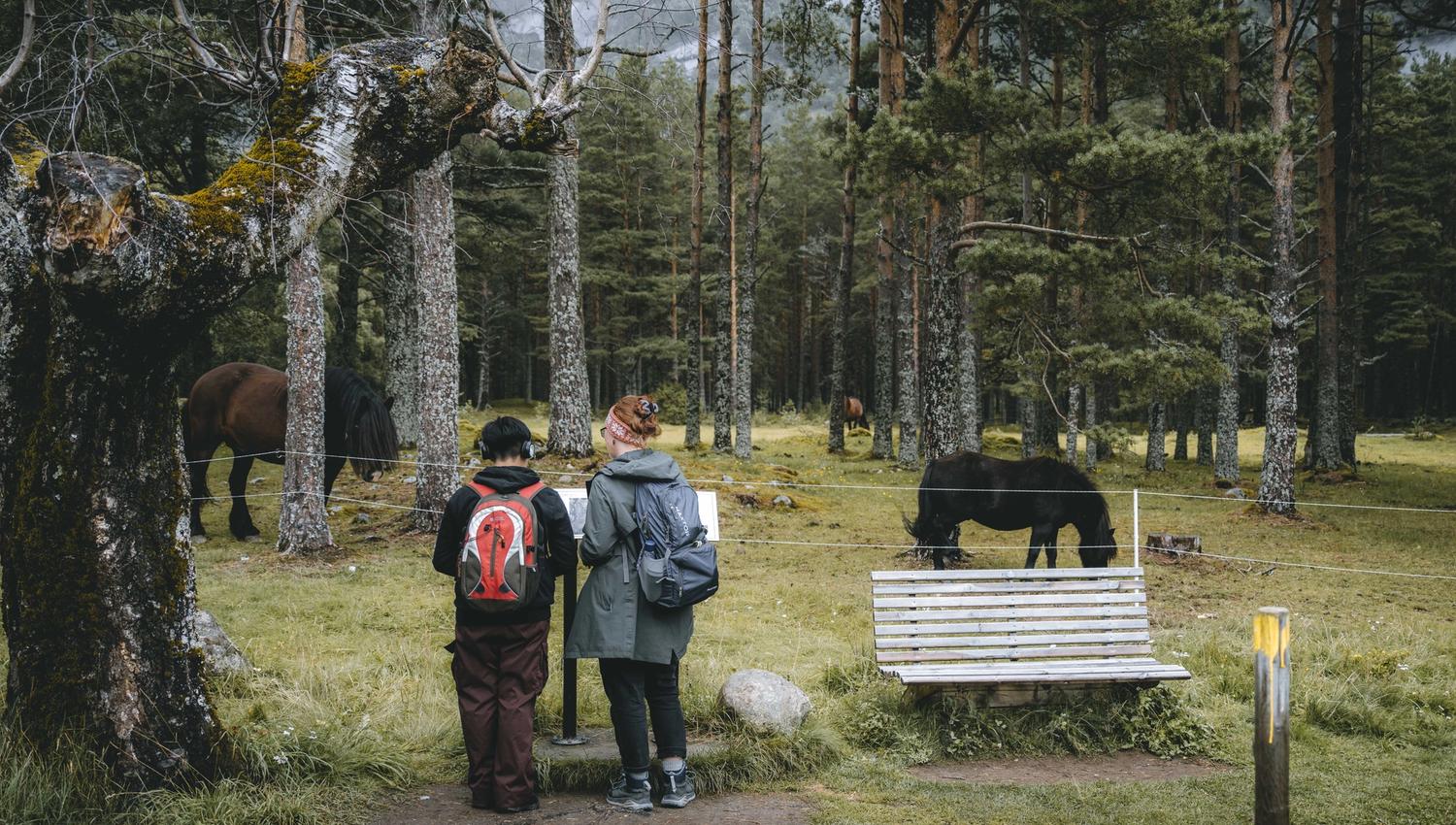 Two women reading the information board in front of a viking grave and some horses.