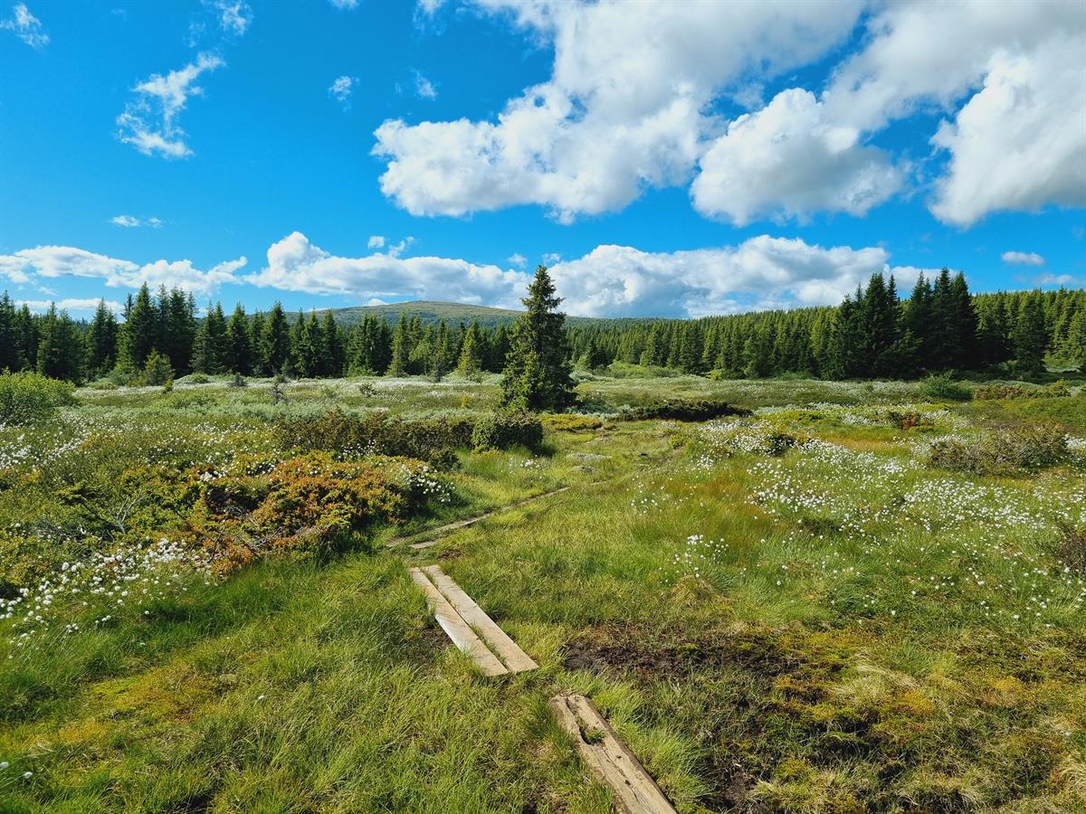 Mountain landscape with trail and views of forest and hills
