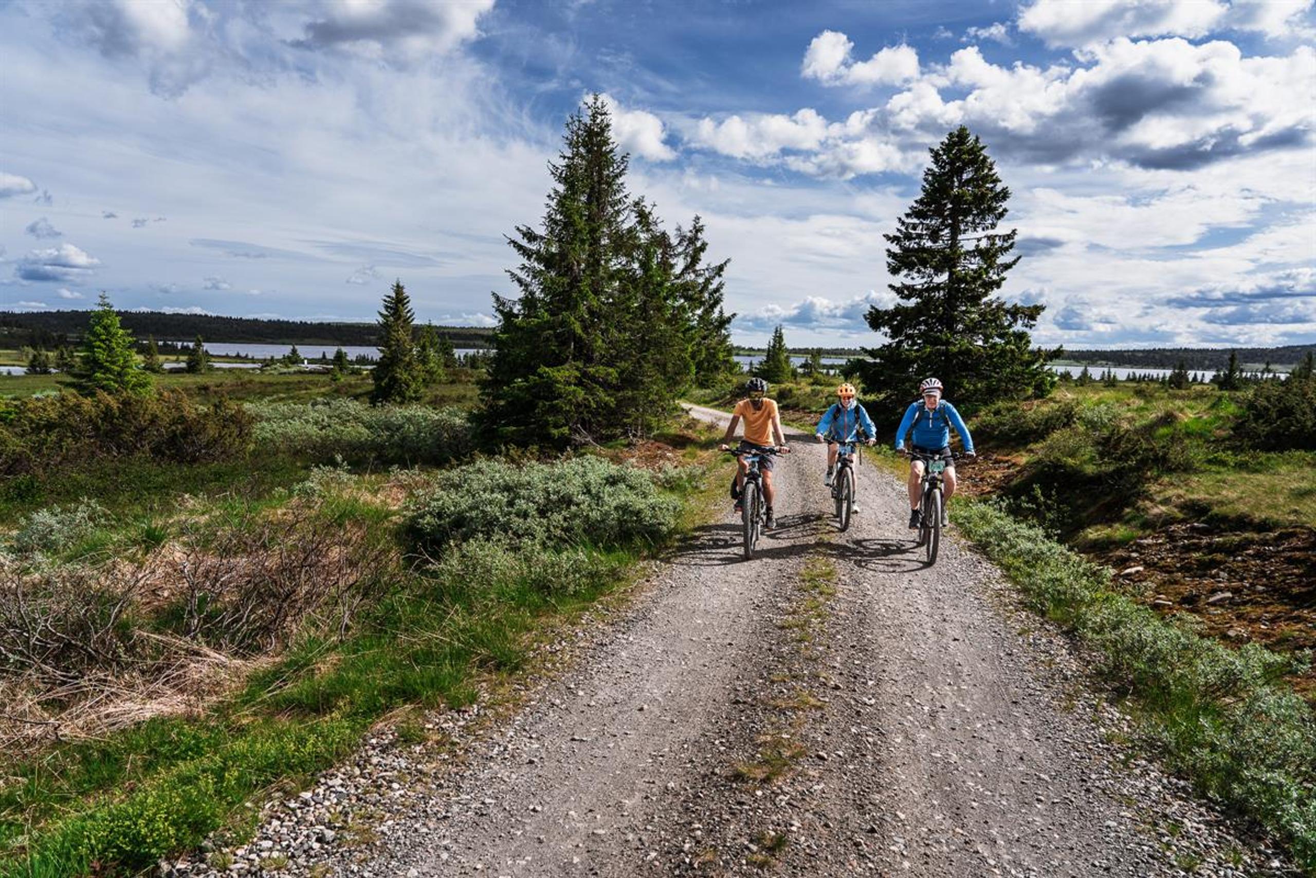 Drei Radfahrer fahren auf einem Schotterweg durch einen Fichtenwald auf die Kamera zu, im Hintergrund ist ein See zu sehen.