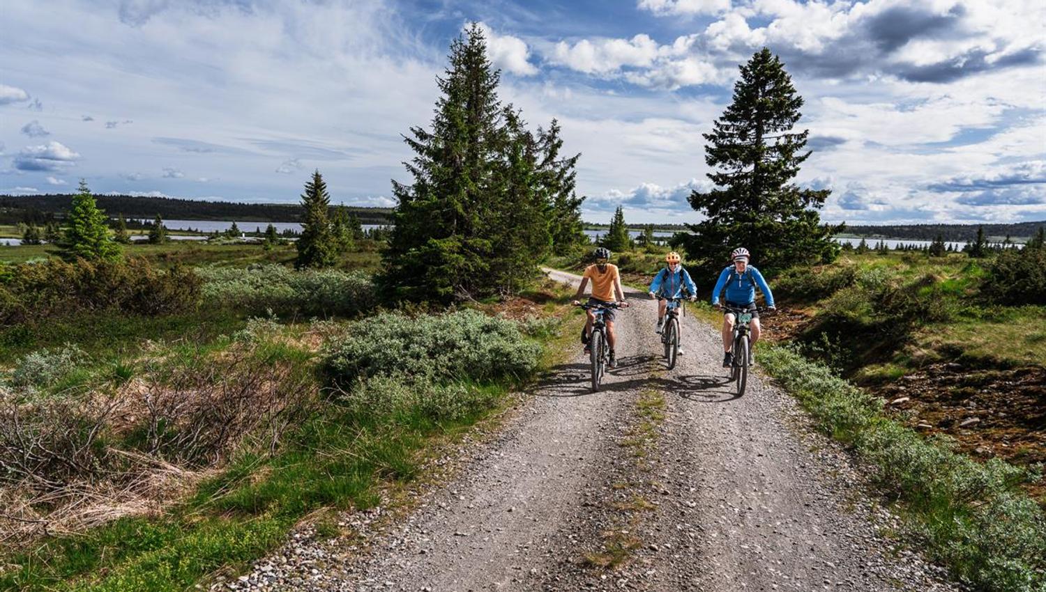 Drei Radfahrer fahren auf einem Schotterweg durch einen Fichtenwald auf die Kamera zu, im Hintergrund ist ein See zu sehen.