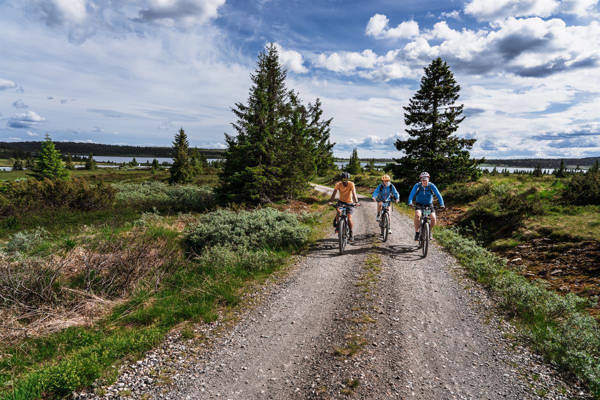 Drei Radfahrer fahren auf einem Schotterweg durch einen Fichtenwald auf die Kamera zu, im Hintergrund ist ein See zu sehen.