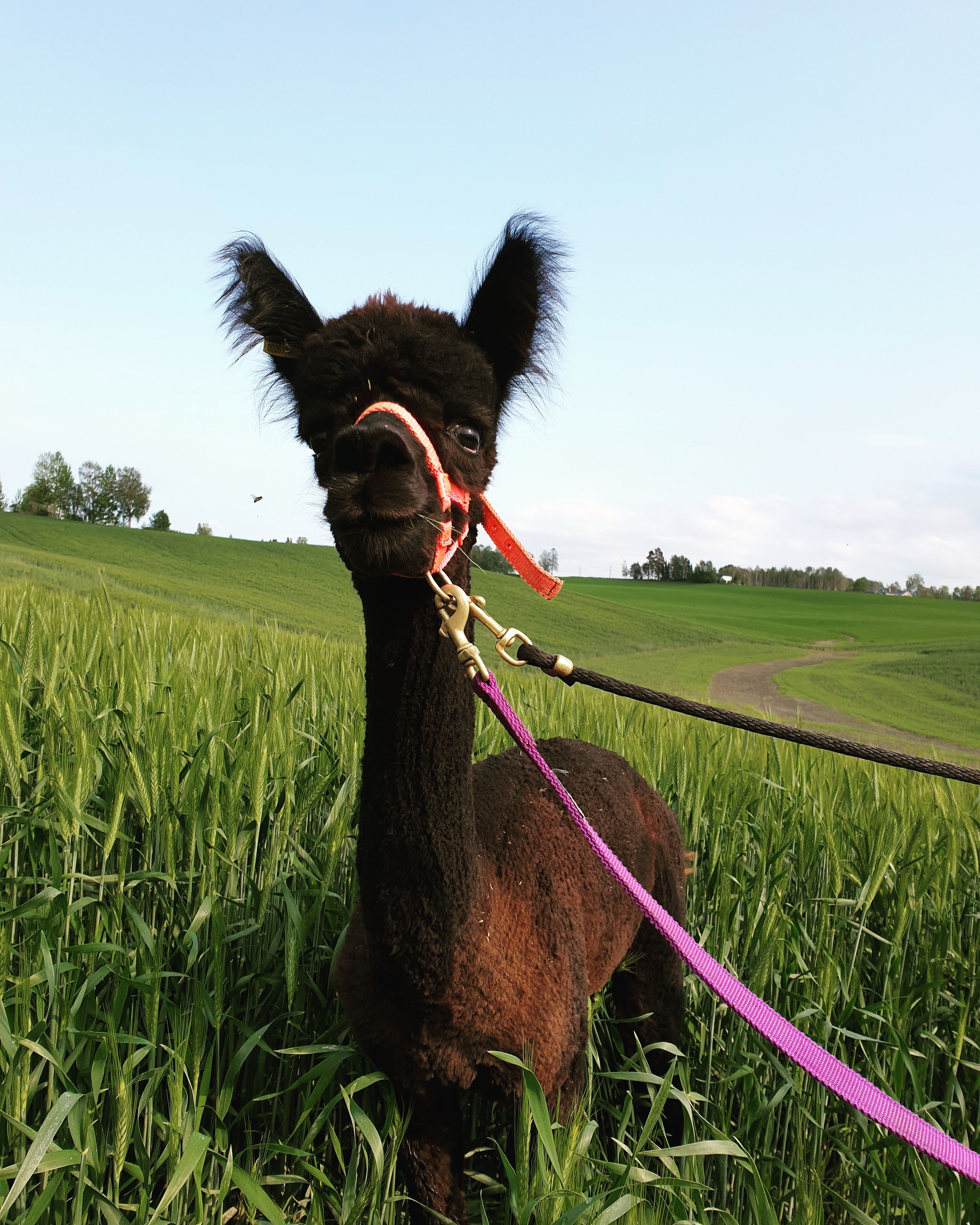 Small brown alpaca