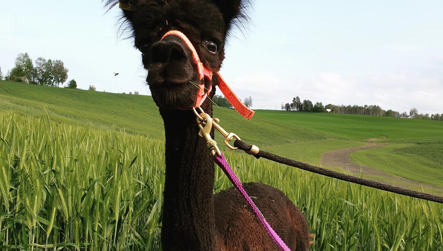 Small brown alpaca