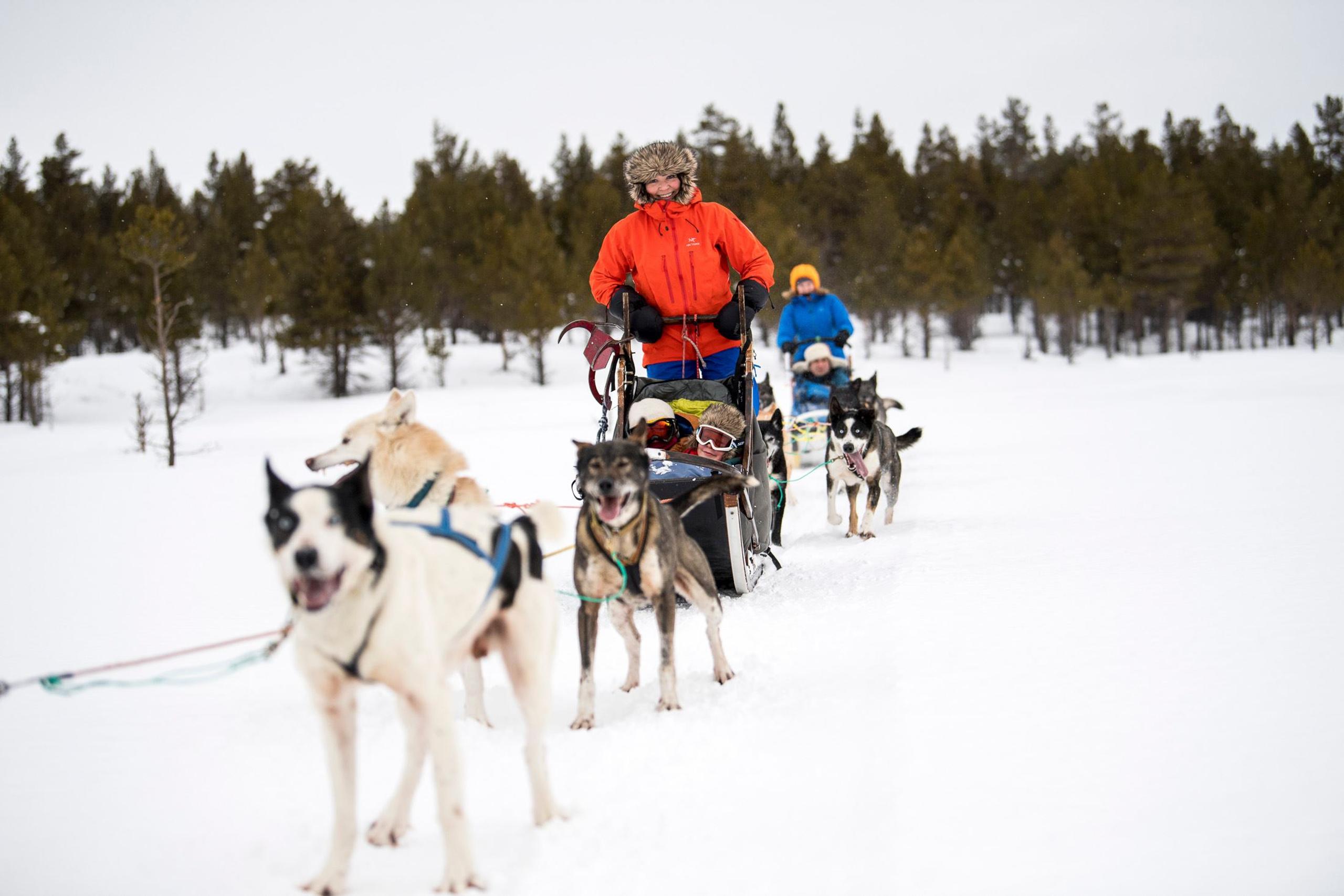 Dog Sledding Tours in Sjodalen-Jotunheimen