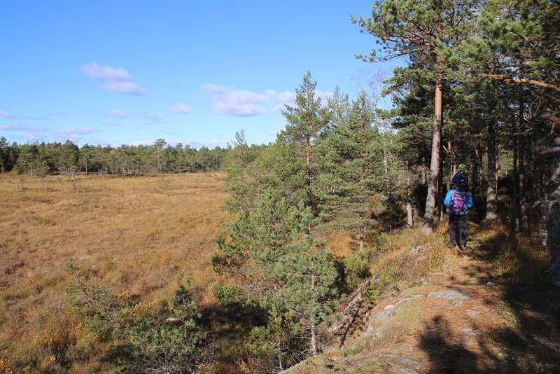 Person på tur langs myr