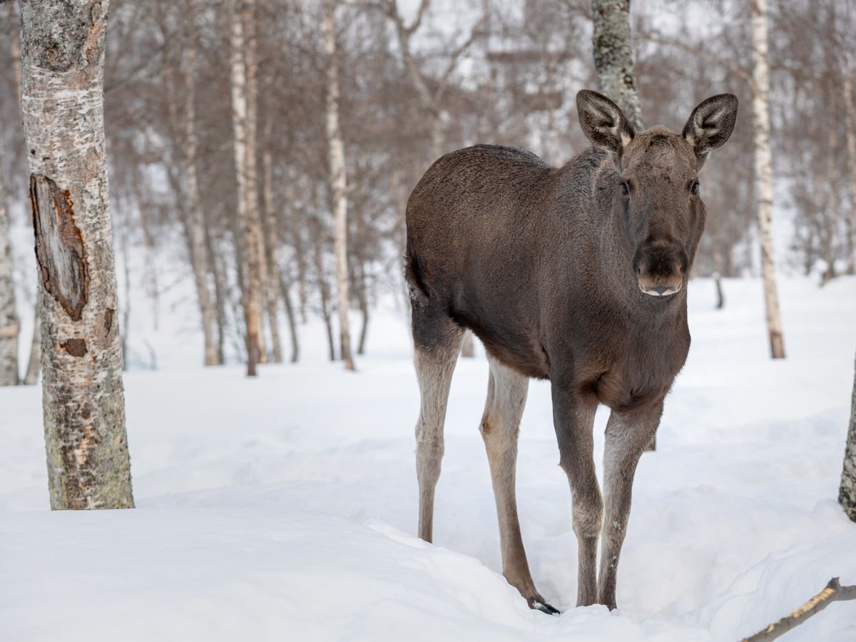 A Moose