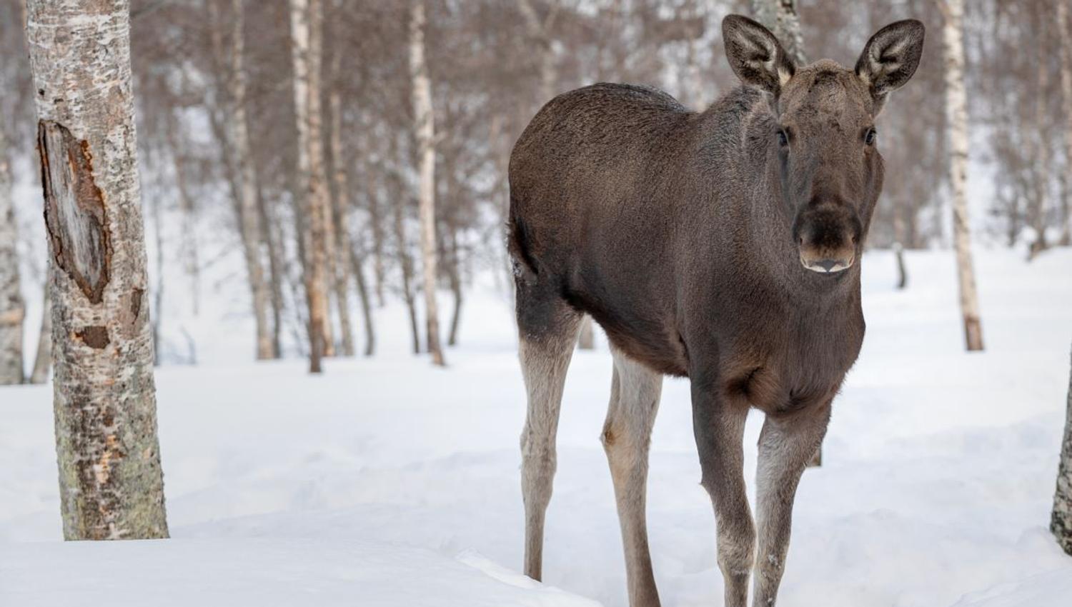 A Moose