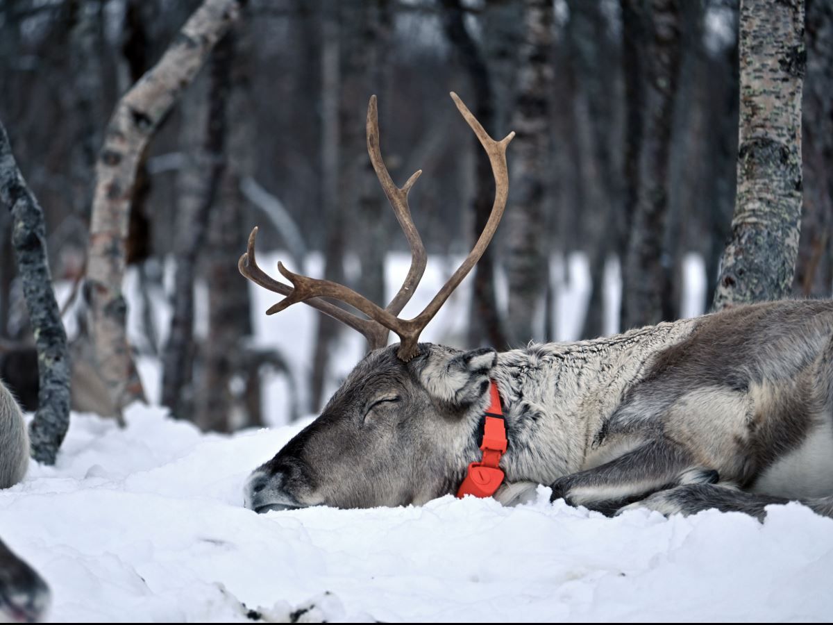 Reindeer resting in the snow among the trees at Tromsø Lapland’s reindeer camp.