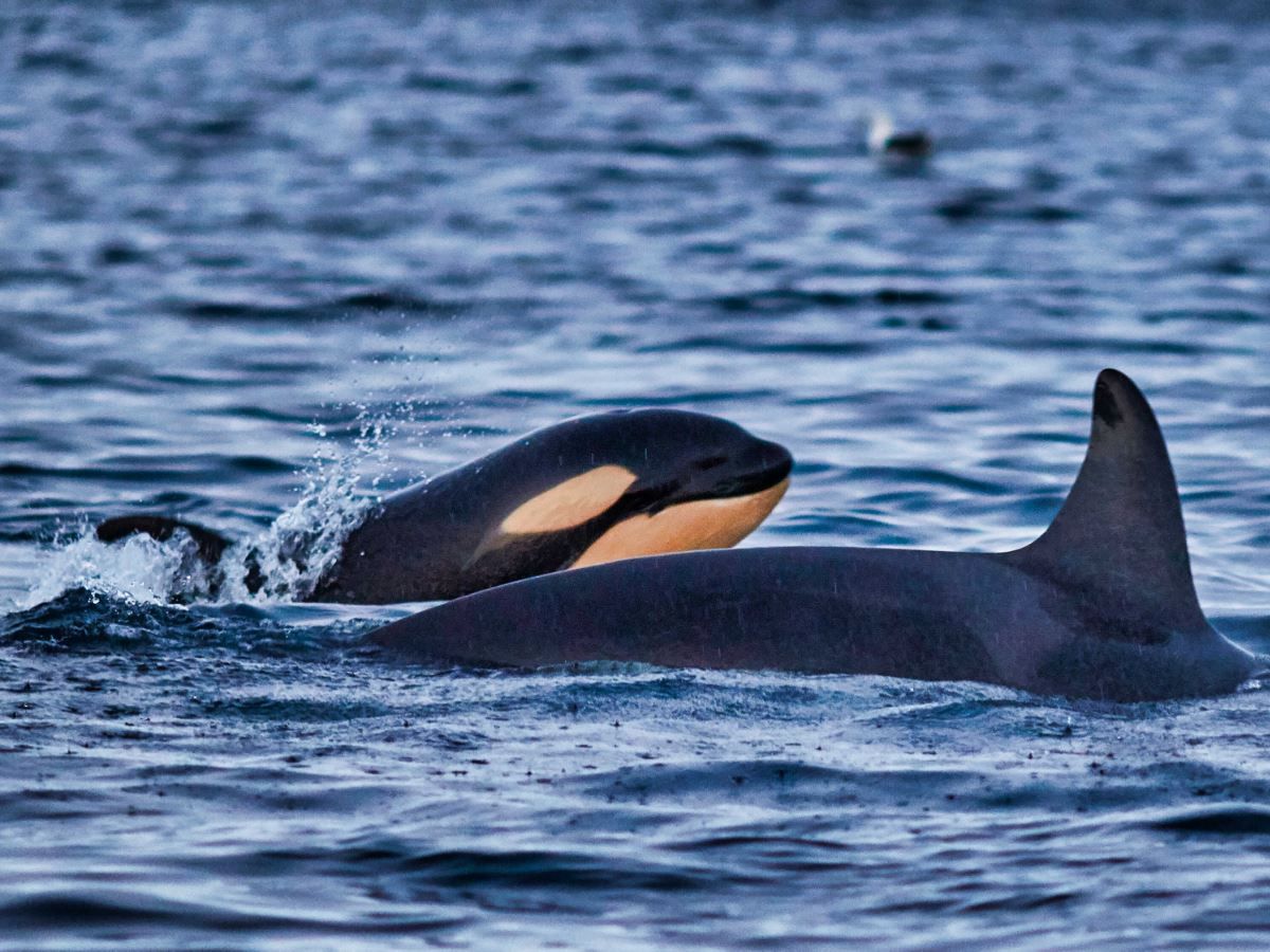 Orcas swim together in Arctic waters.