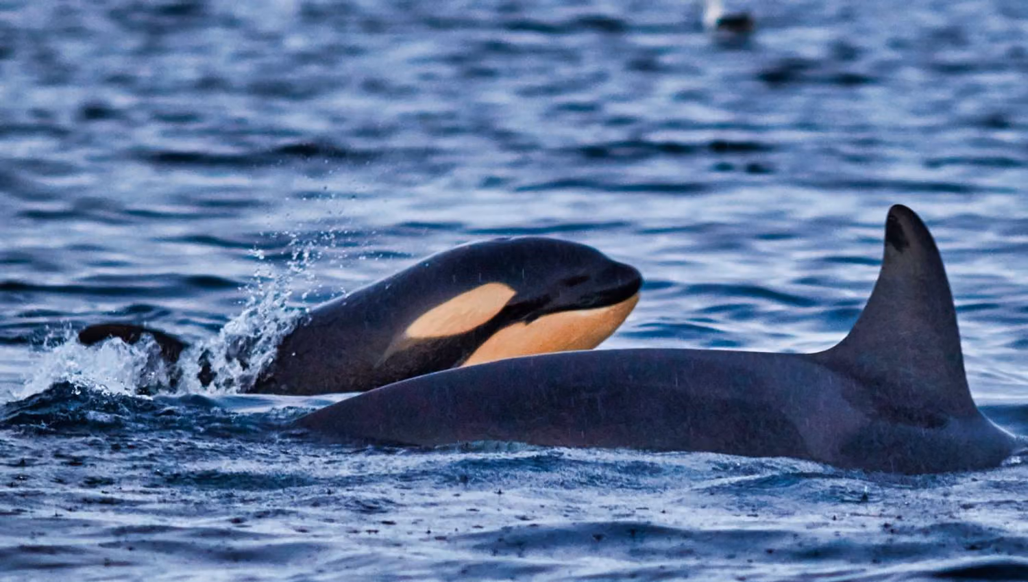 Orcas swim together in Arctic waters.