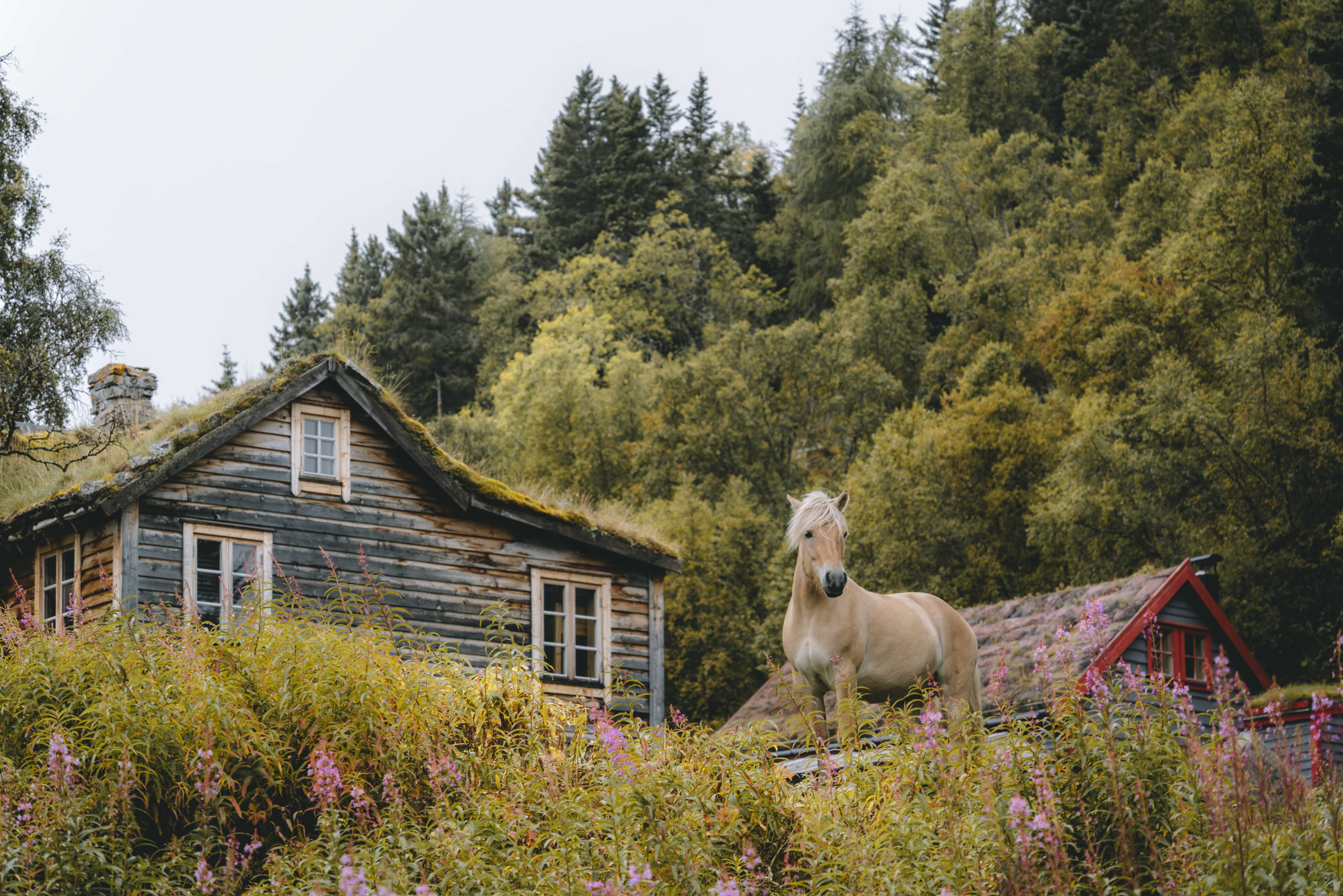Ein Pferd steht auf dem Hügel vor einigen alten Hütten im Hintergrund.