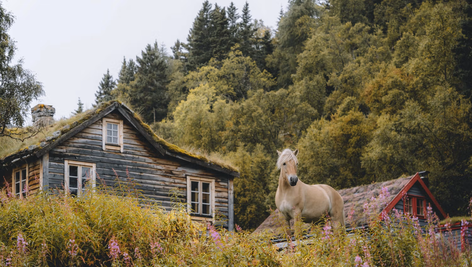 Ein Pferd steht auf dem Hügel vor einigen alten Hütten im Hintergrund.