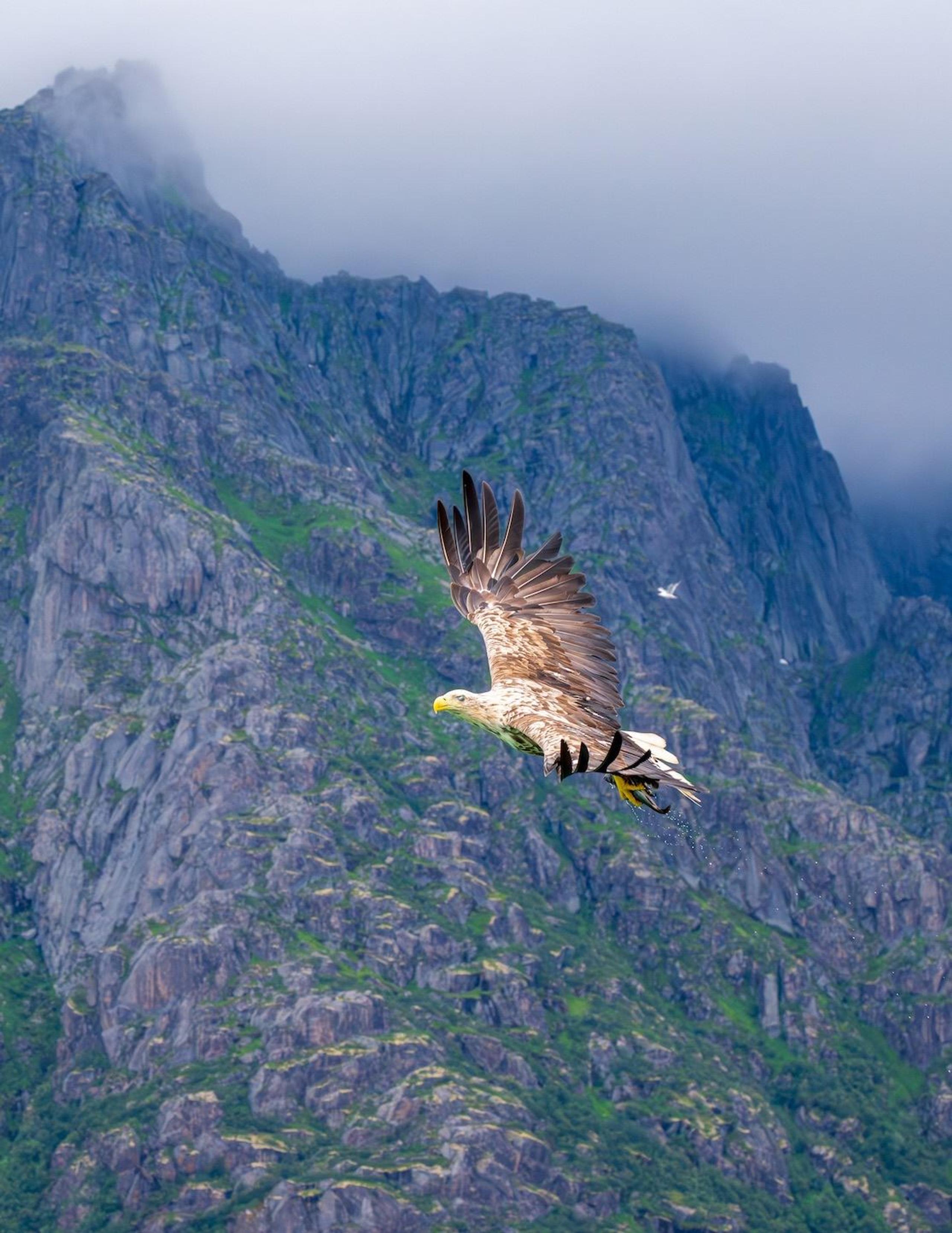 Trollfjord Sea Eagle Safari - Go2Lofoten