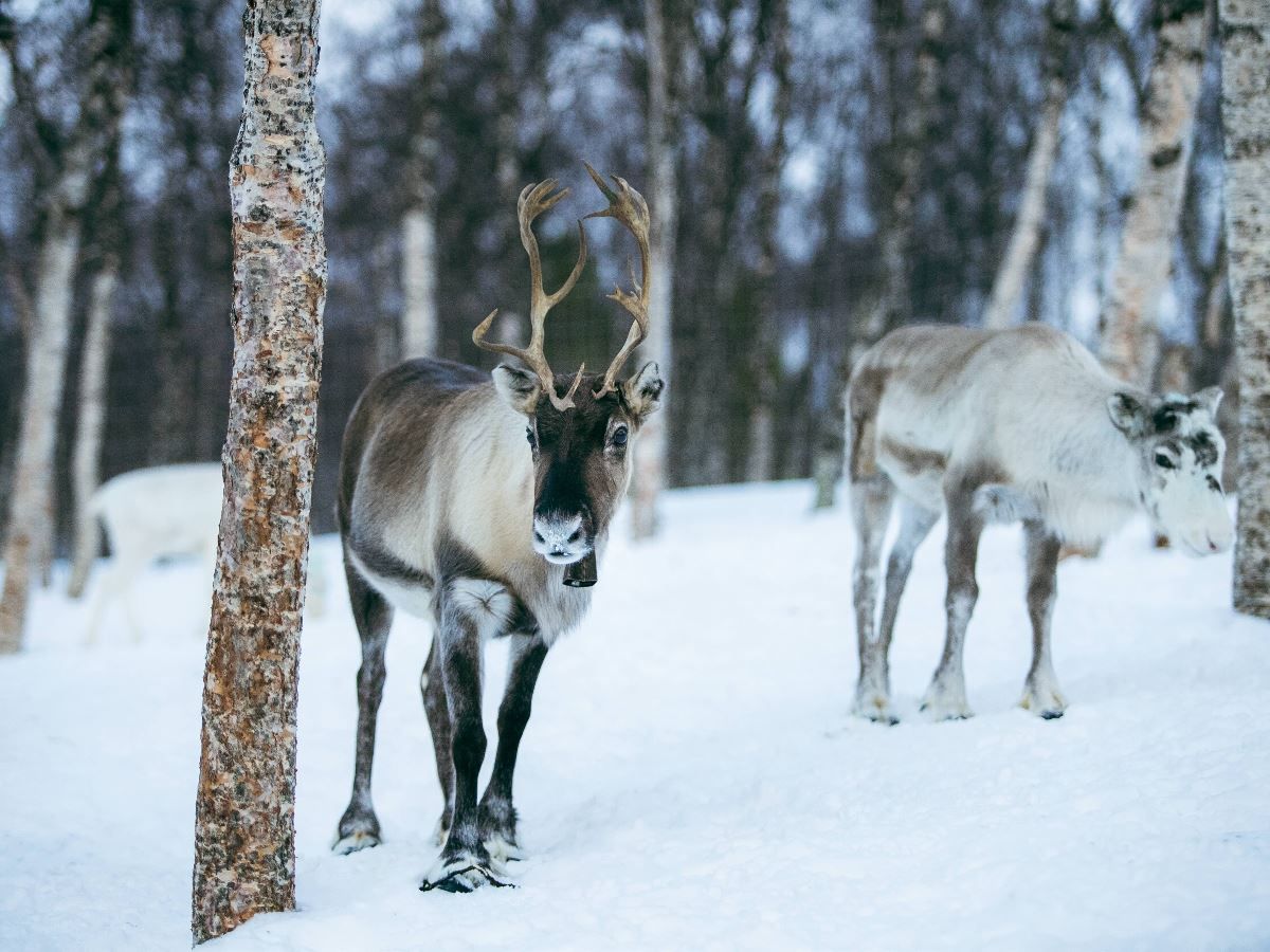 Reindeer at Camp Tamok