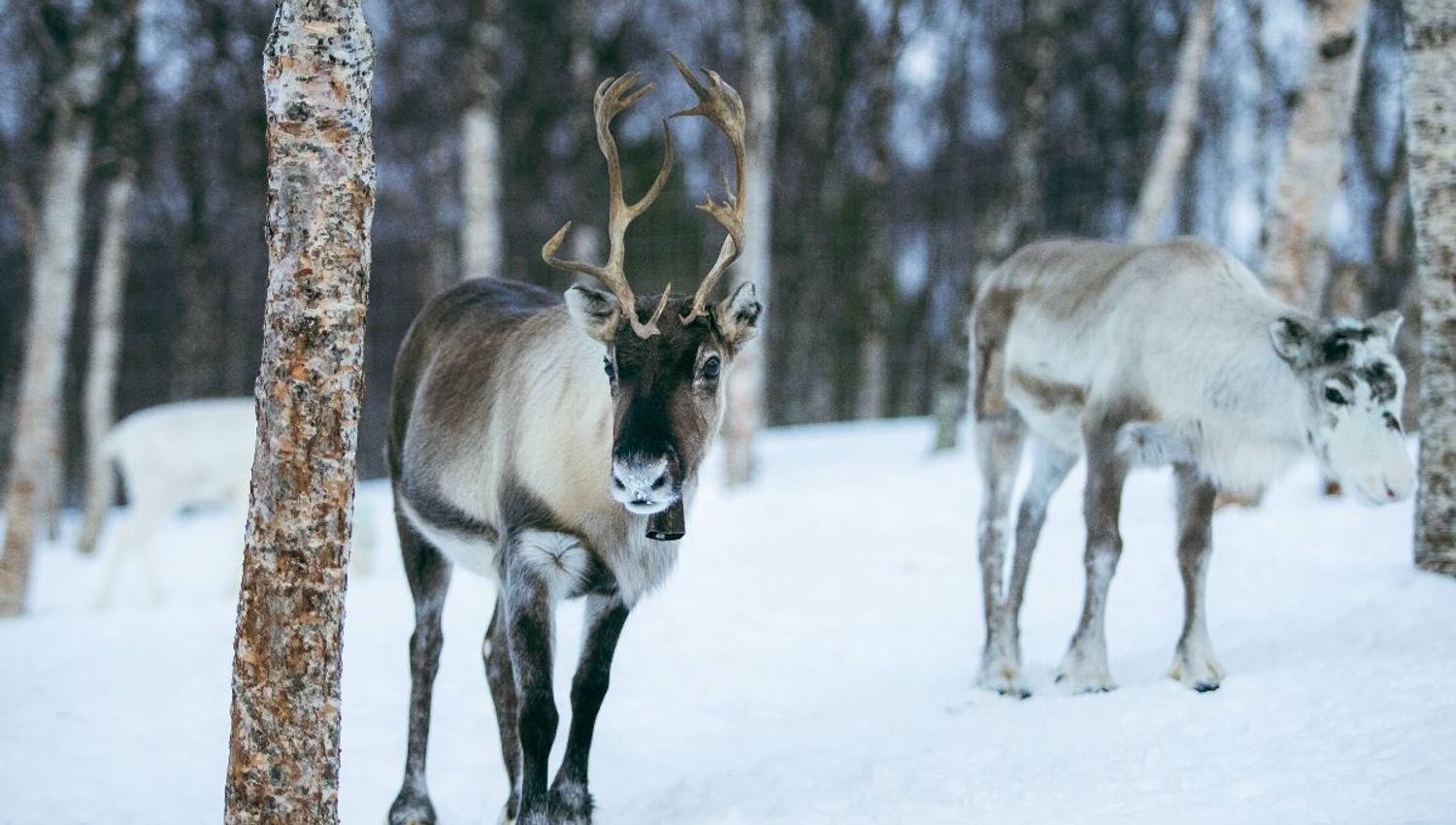 Reindeer at Camp Tamok