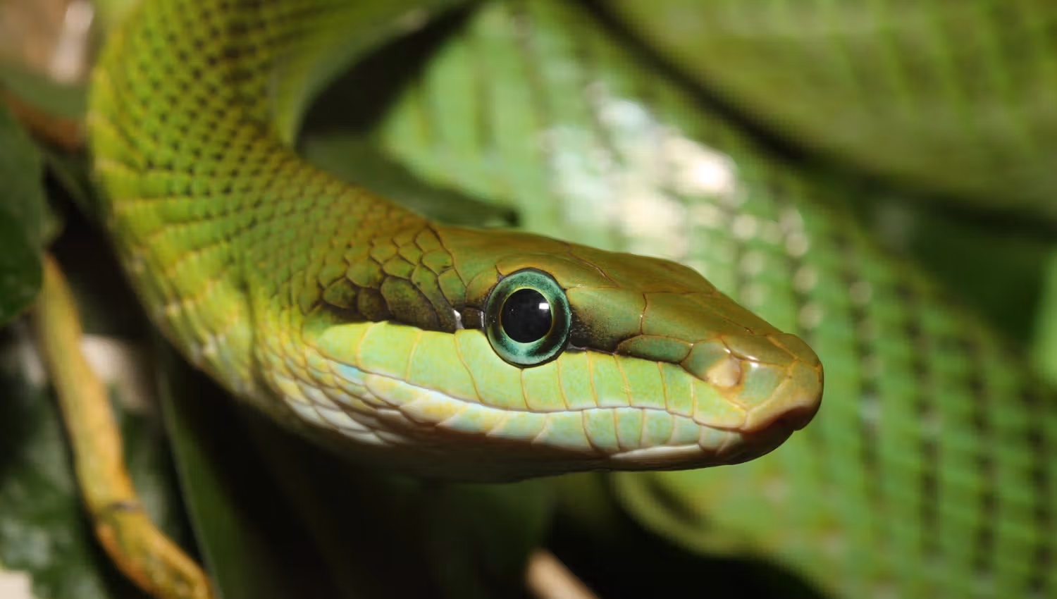Snakes.