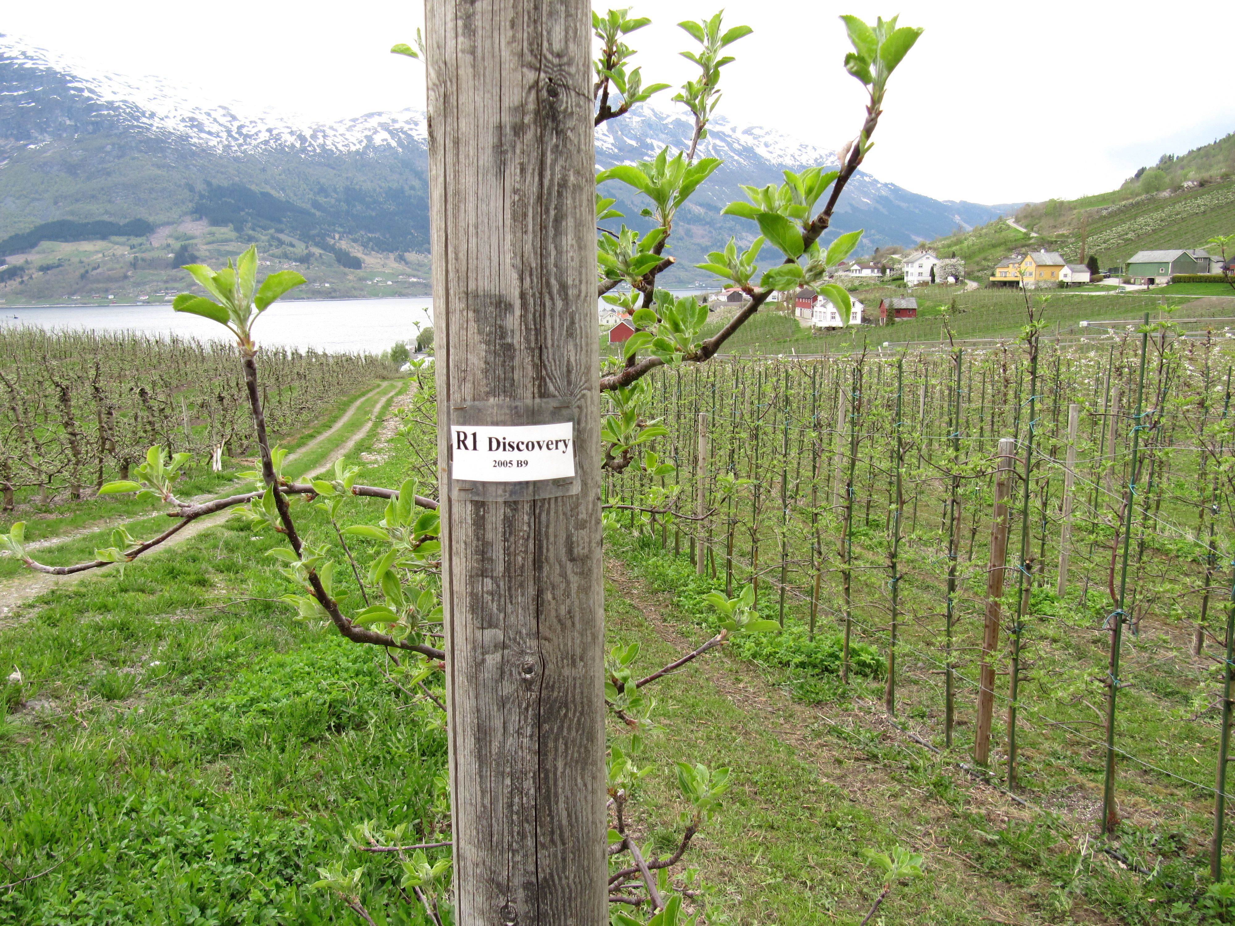 Apple orchard along the Fruit Trail in Hardanger with Discovery apples and fjord view.