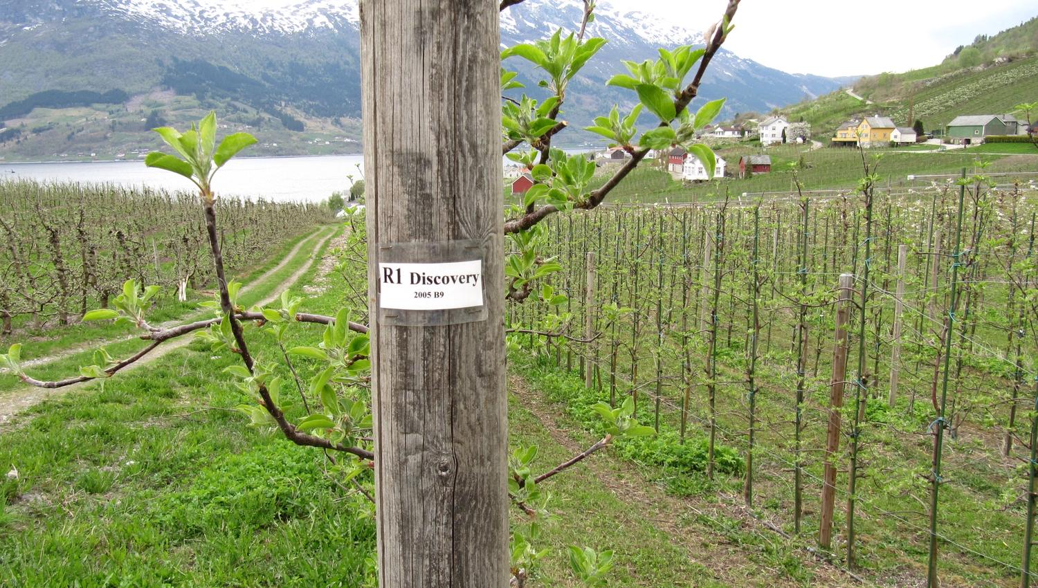 Apple orchard along the Fruit Trail in Hardanger with Discovery apples and fjord view.
