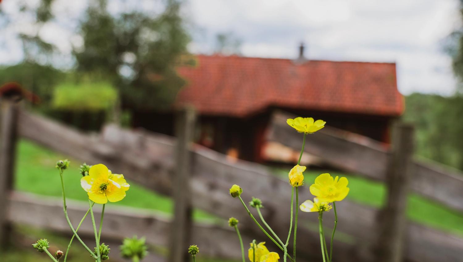 Høgetveits Nature Camp, close-up of bright yellow buttercups with a blurry background of a brown wooden fence and a cabin behind it.