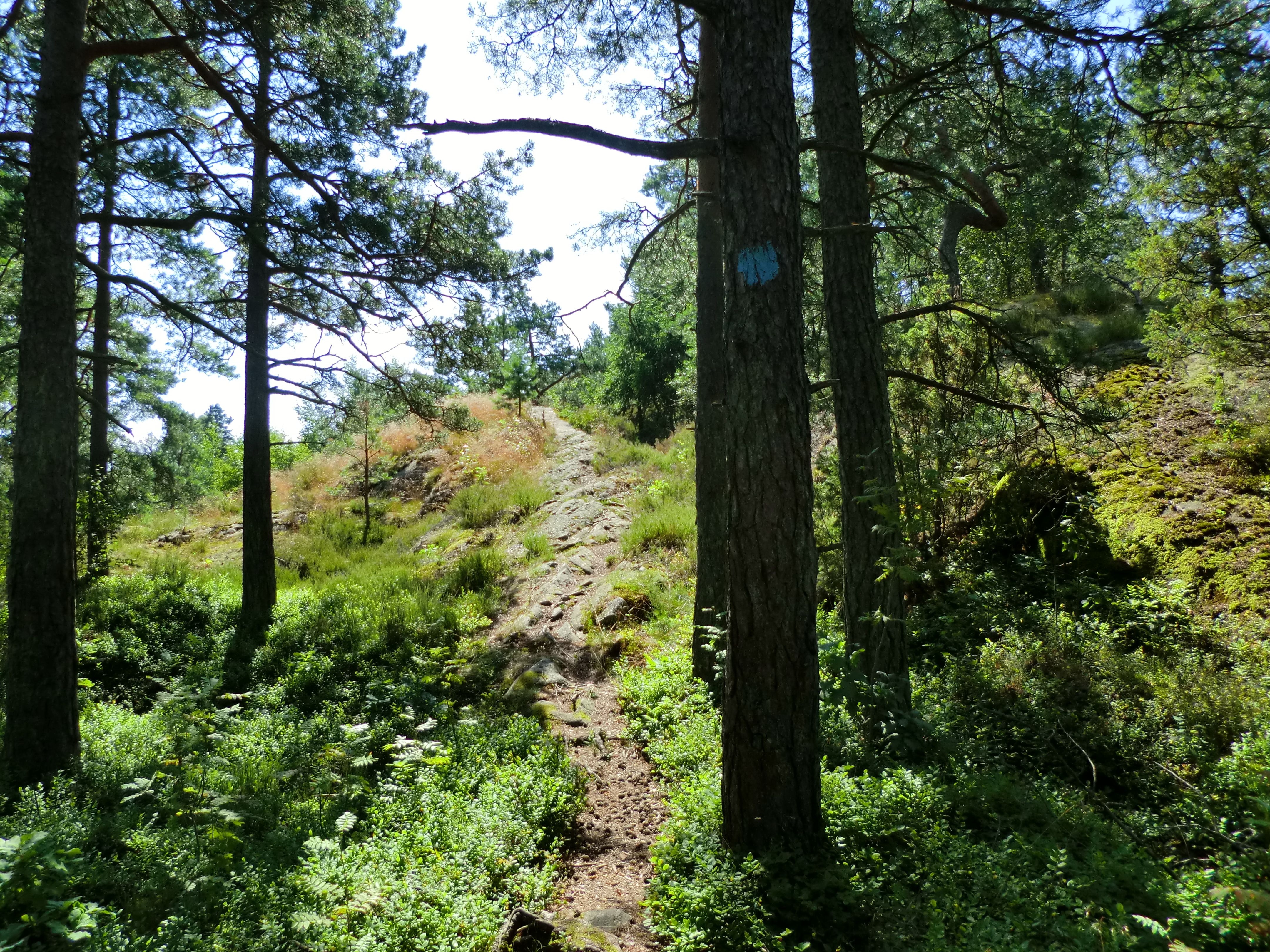 skogen ved Røysåsen