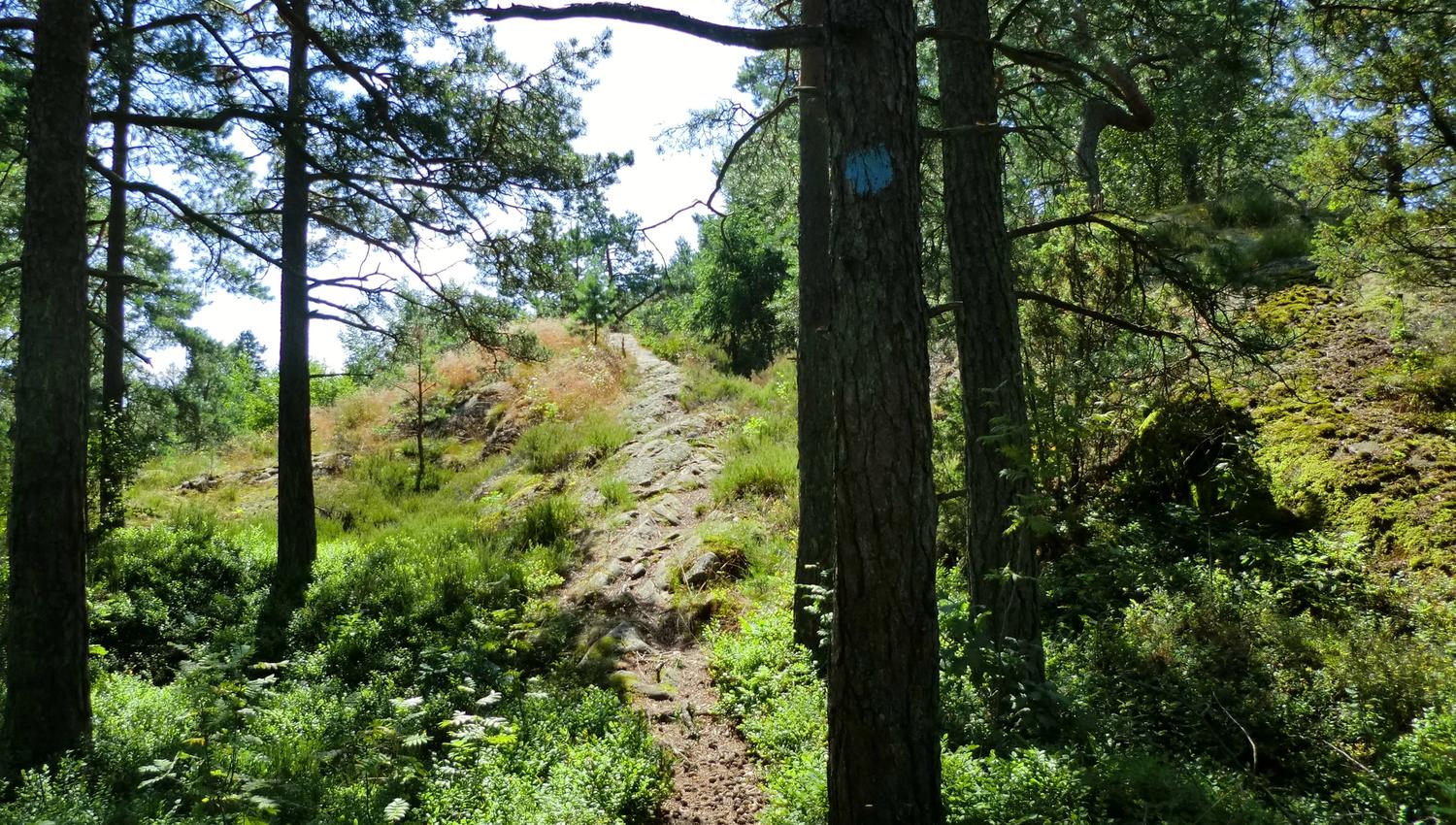 skogen ved Røysåsen