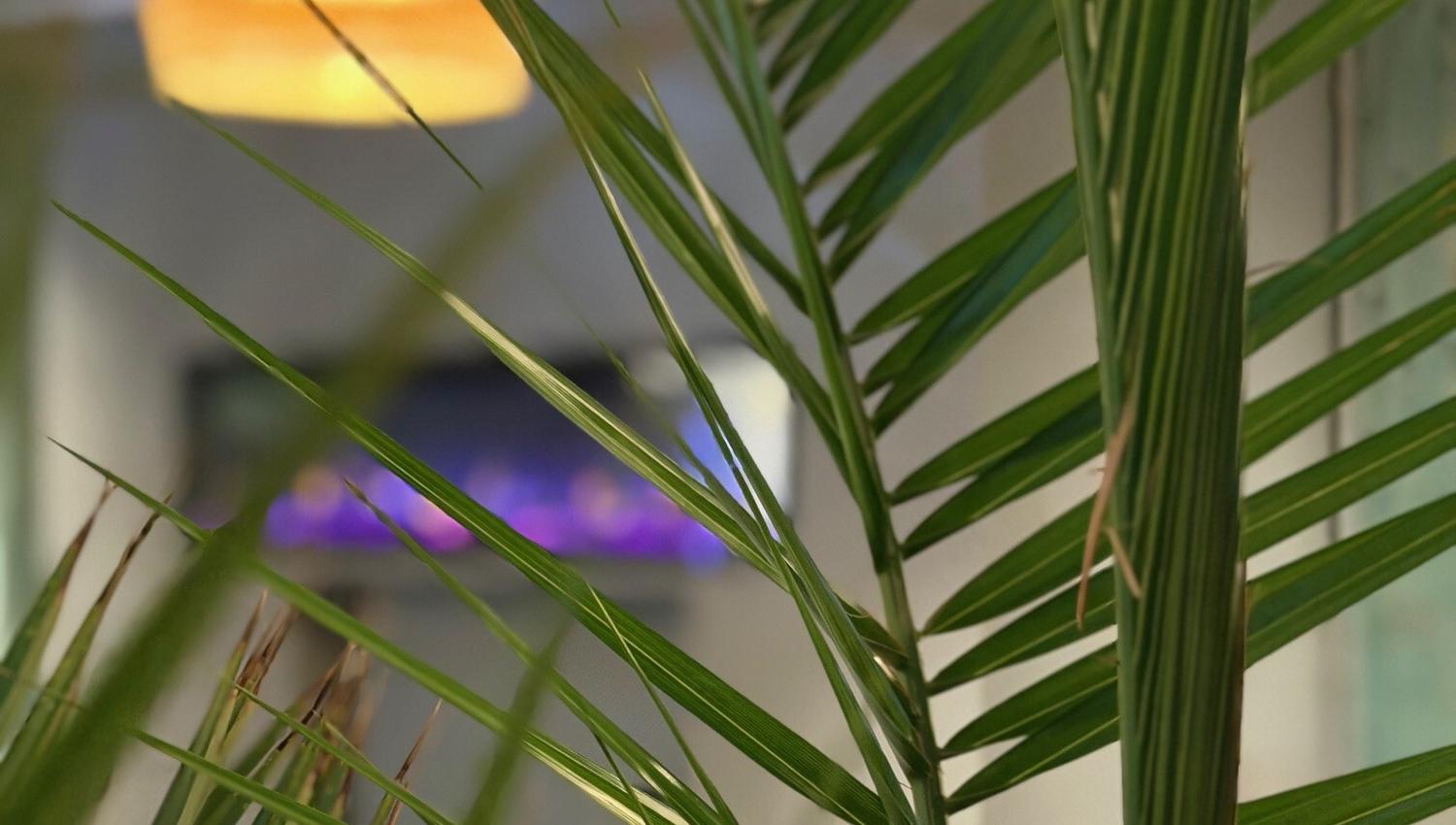 Plante
