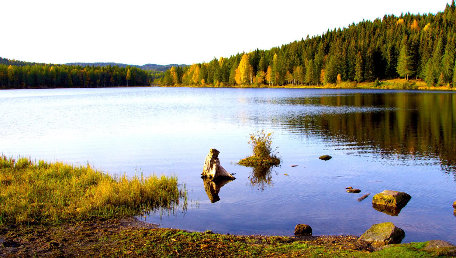 lake with surrounding forest