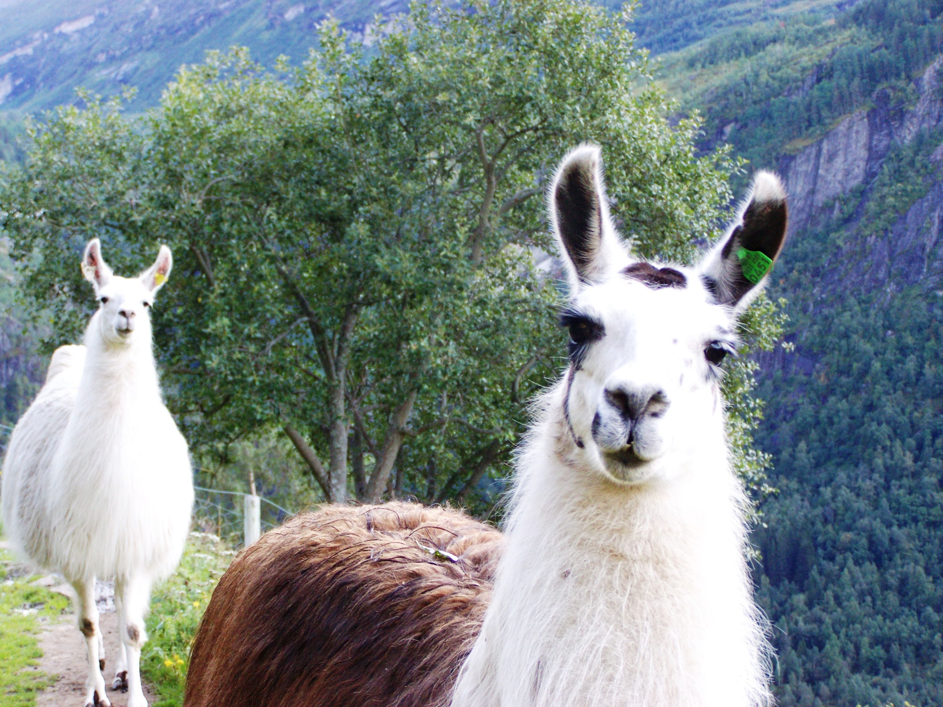 Lama på Westerås Gard i Geiranger.