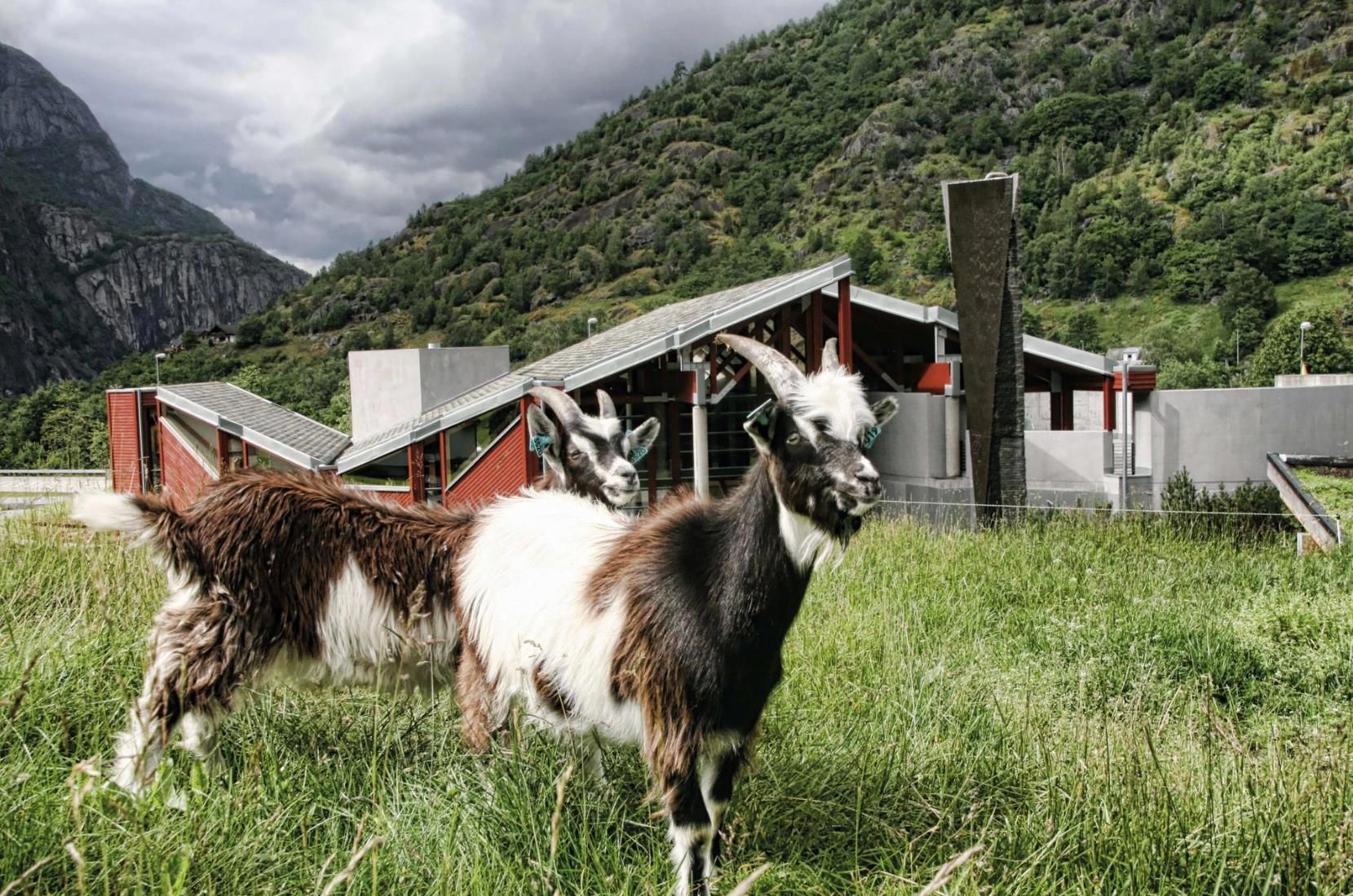 Goats at the Norwegian Nature Center in Hardanger
