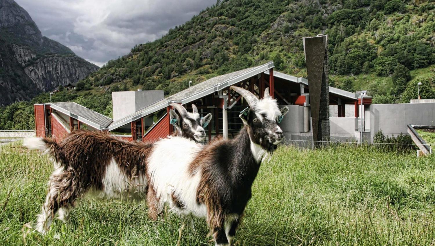 Goats at the Norwegian Nature Center in Hardanger