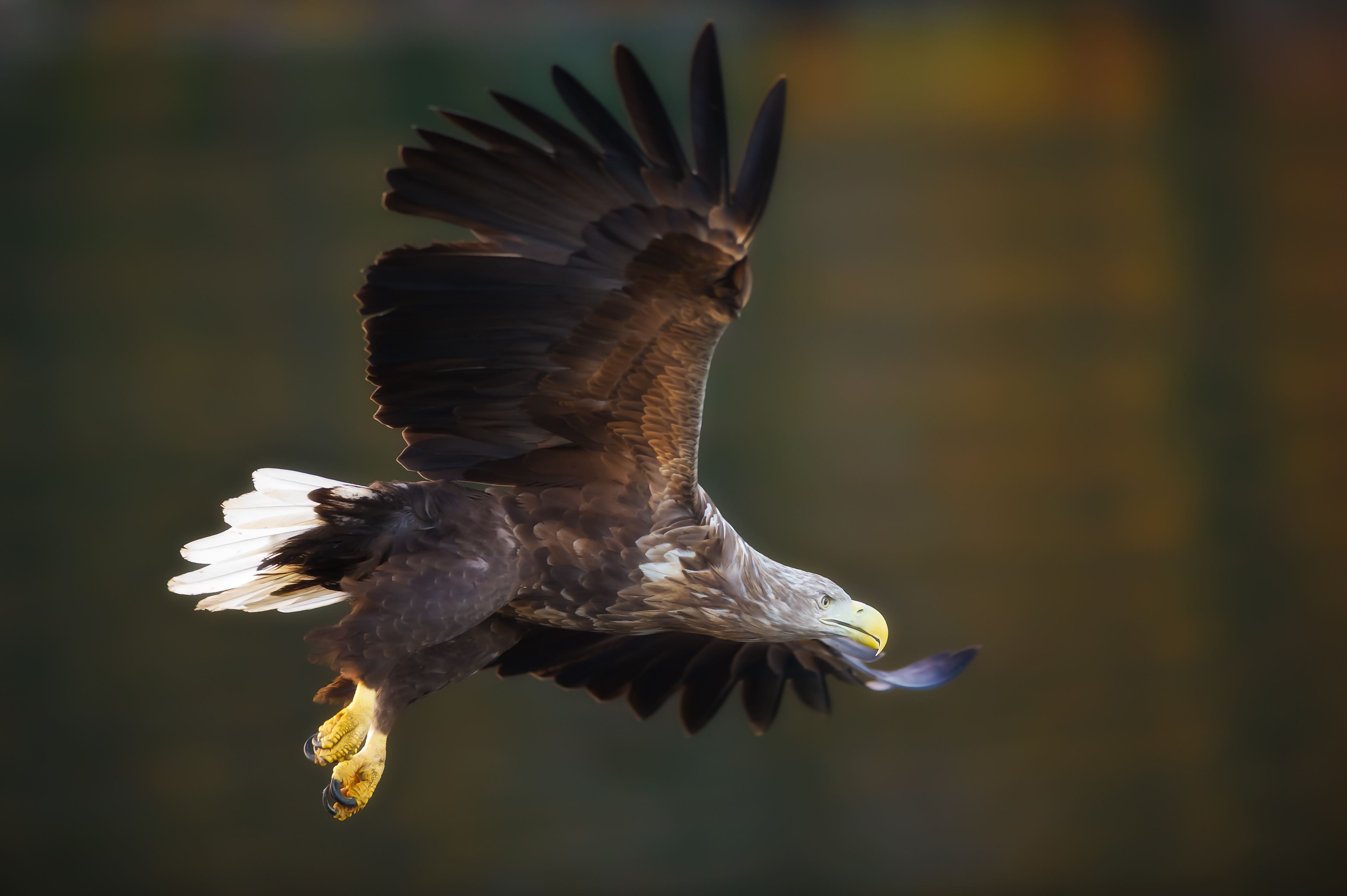 A sea eagle