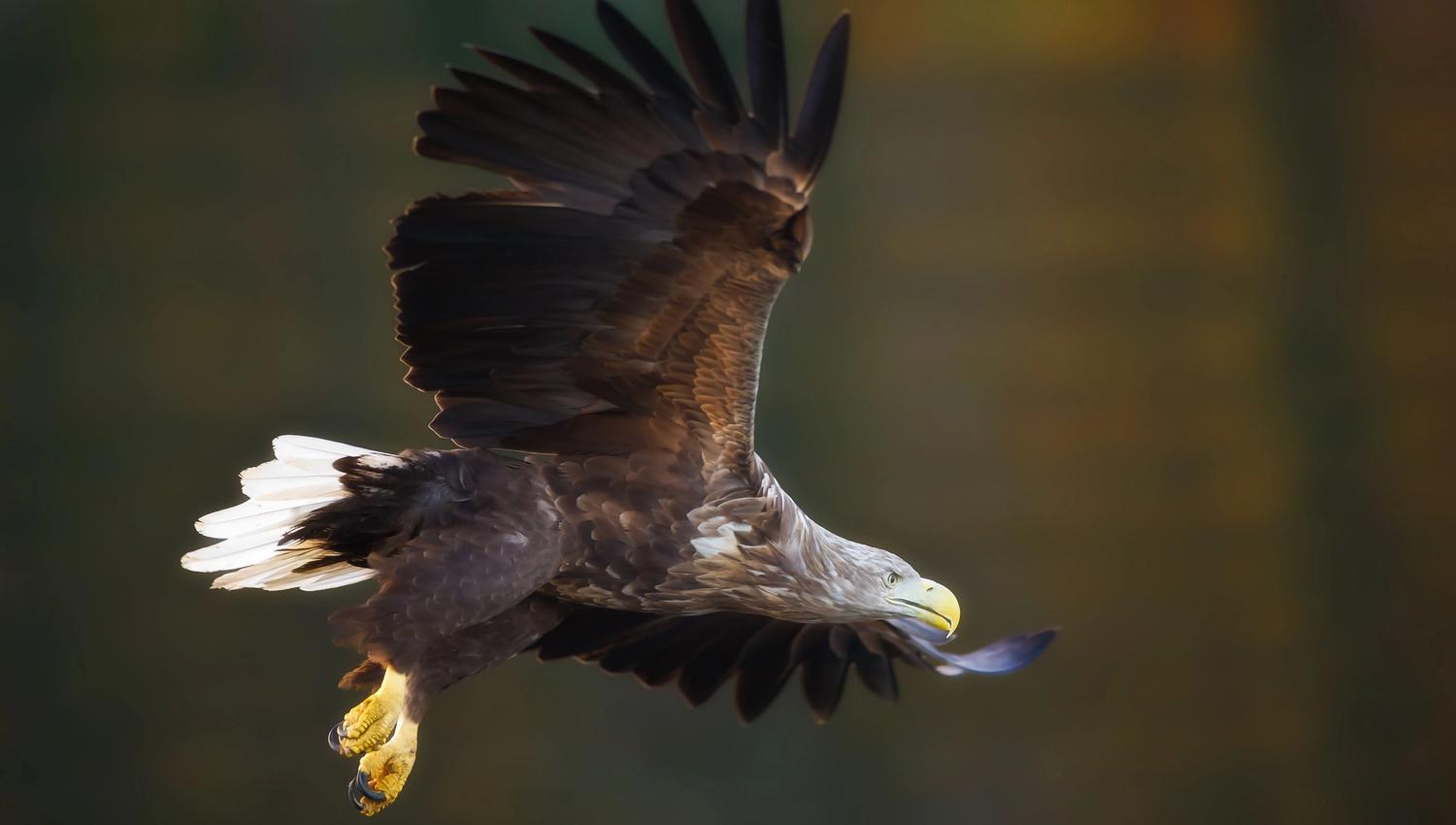 A sea eagle