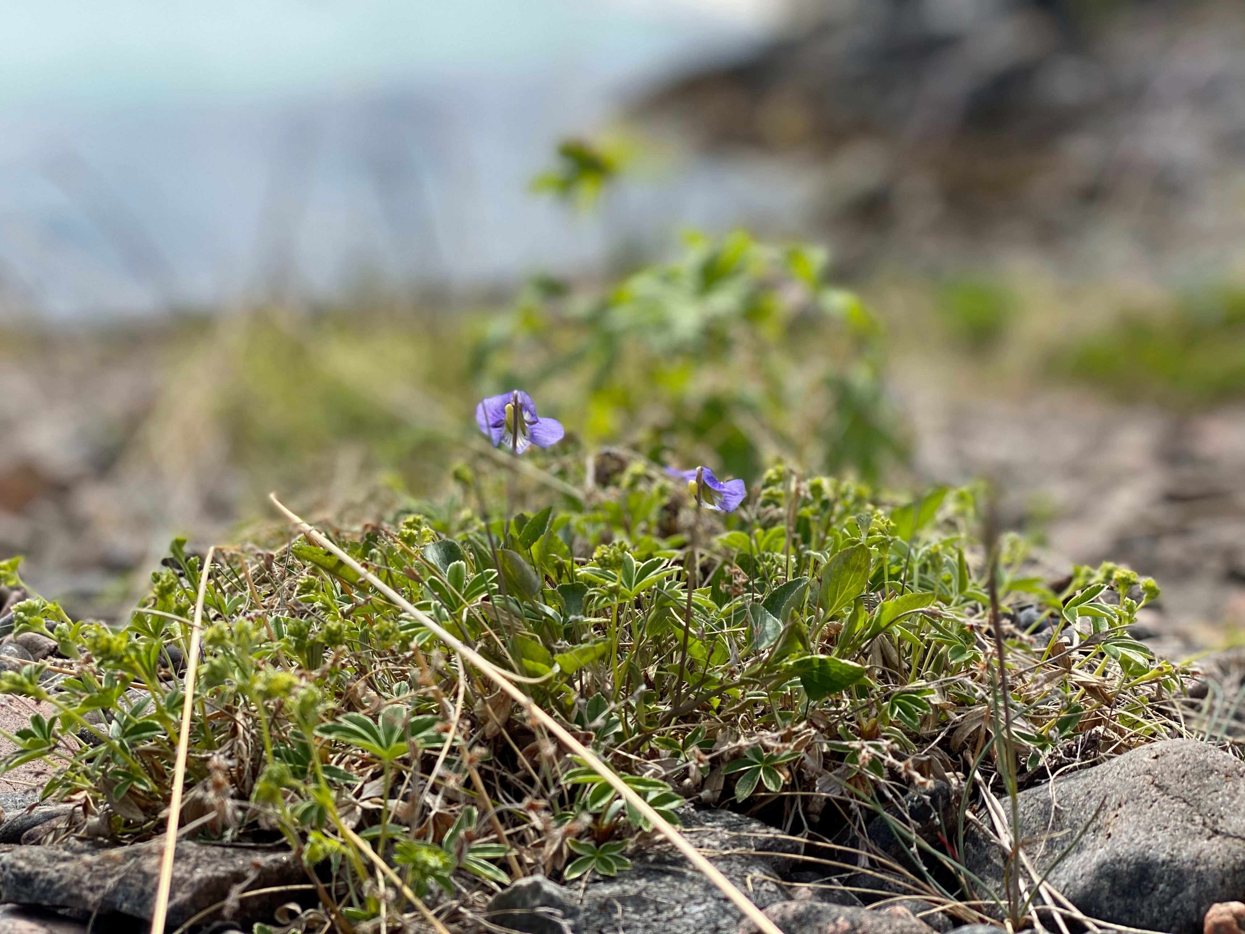 Kultursti blomst Bjarkøy Foto Jan-Erik Kristoffersen
