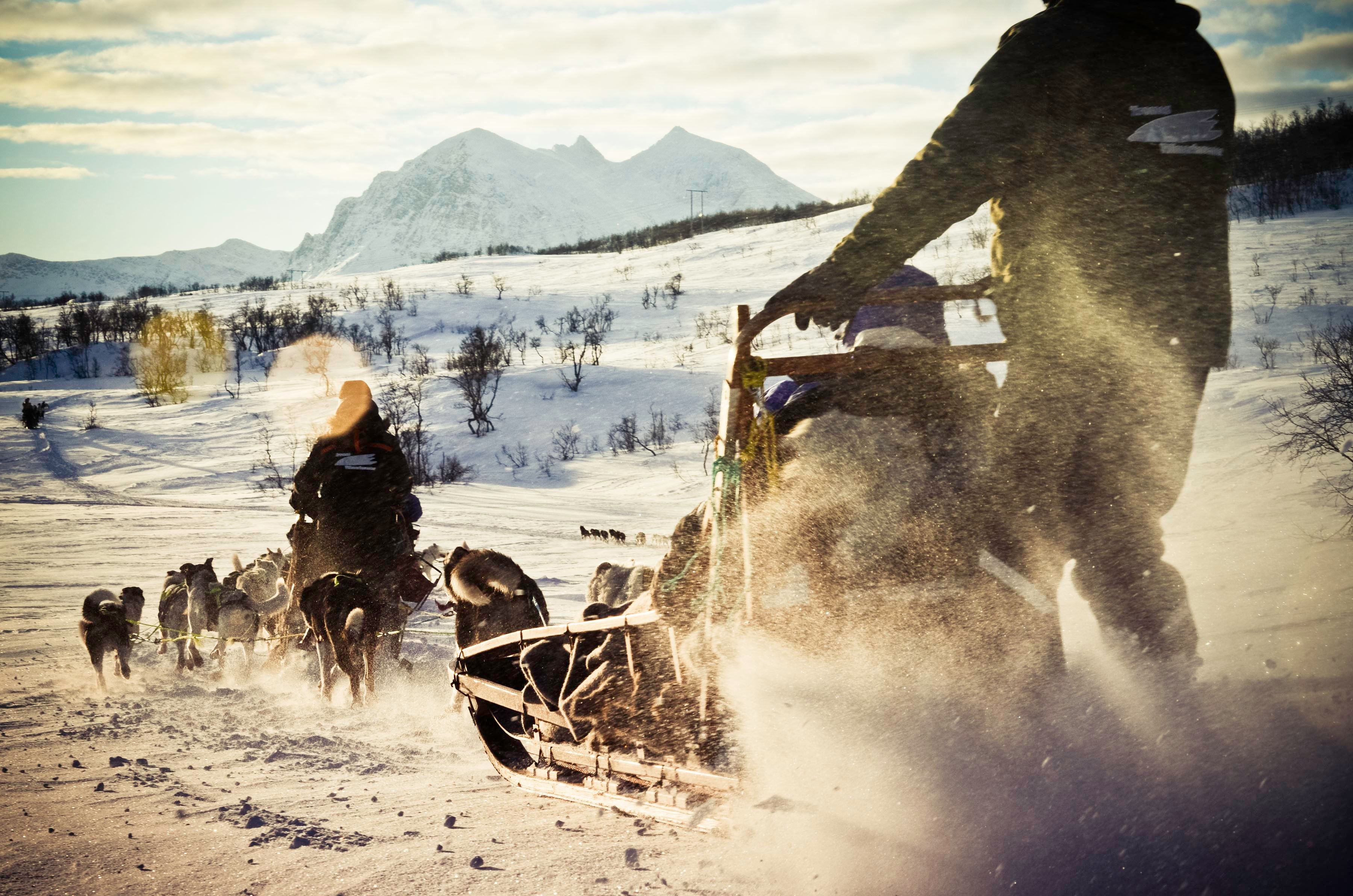 Dog sled