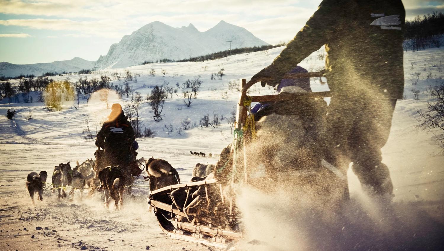 Dog sled
