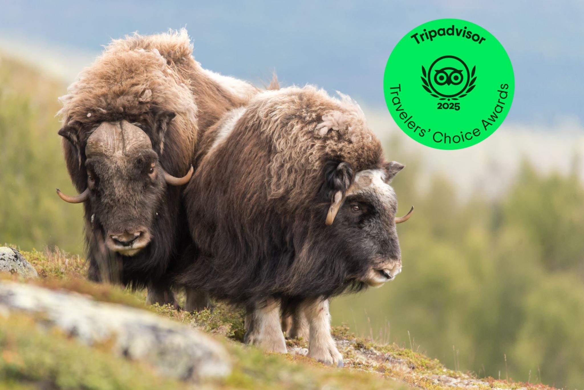 Musk Ox Safari - Public tour
