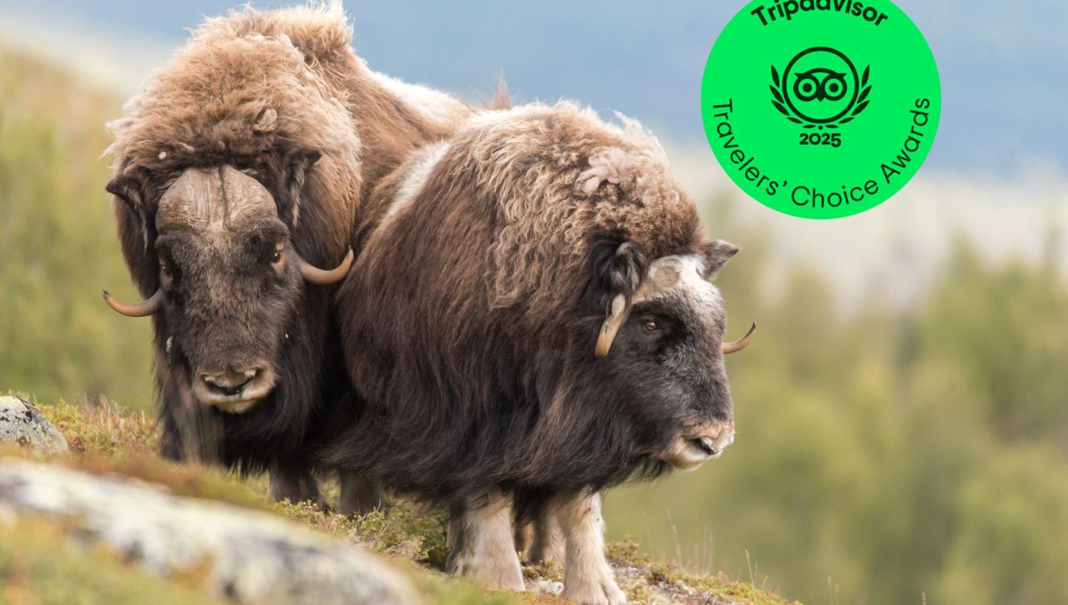 Musk Ox Safari - Public tour