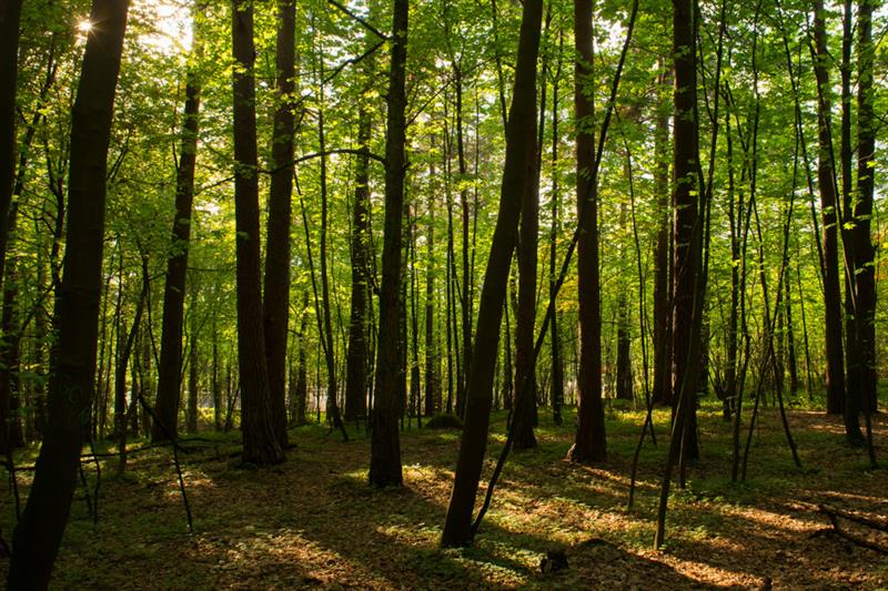 Woods.