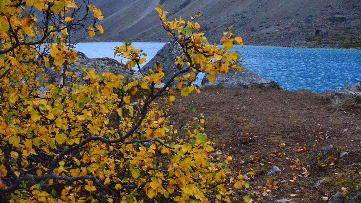 Utsikt mot Blåisvatnet bak trær