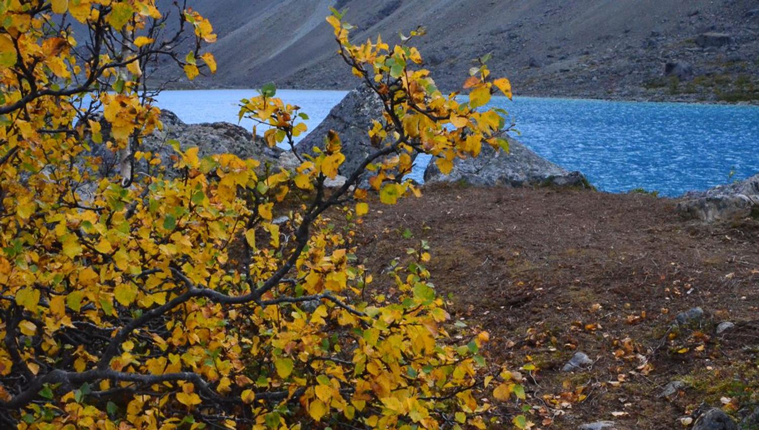 Utsikt mot Blåisvatnet bak trær