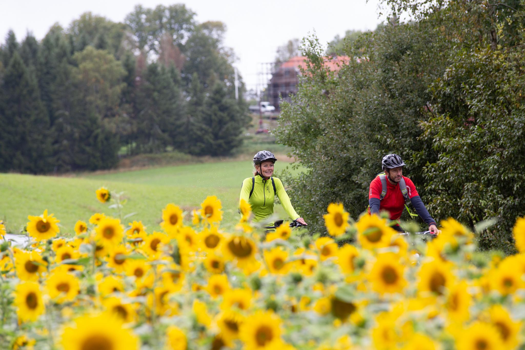 A couple going by bike through a field of sun flowers
