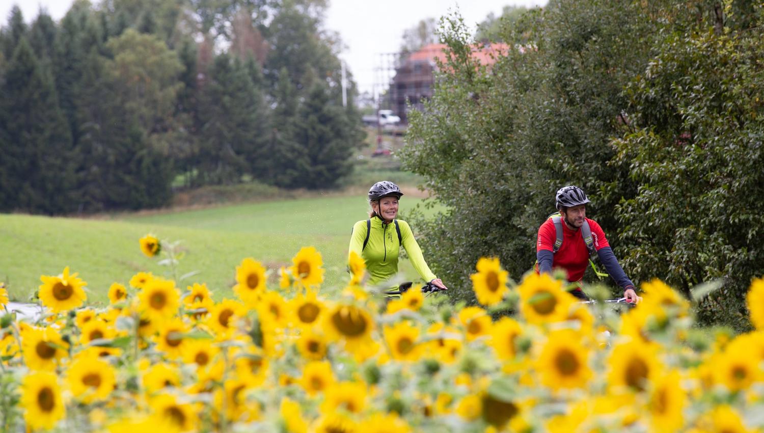 A couple going by bike through a field of sun flowers