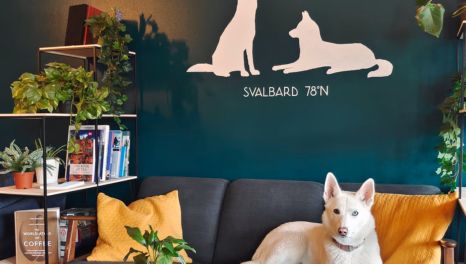 A husky resting in a sofa behind a table with a cup of tea, coffee, a plate with cake and a plant on it.