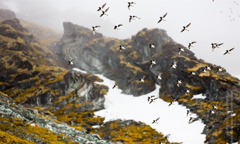 En flokk med alkekonger flyr i fjellet
