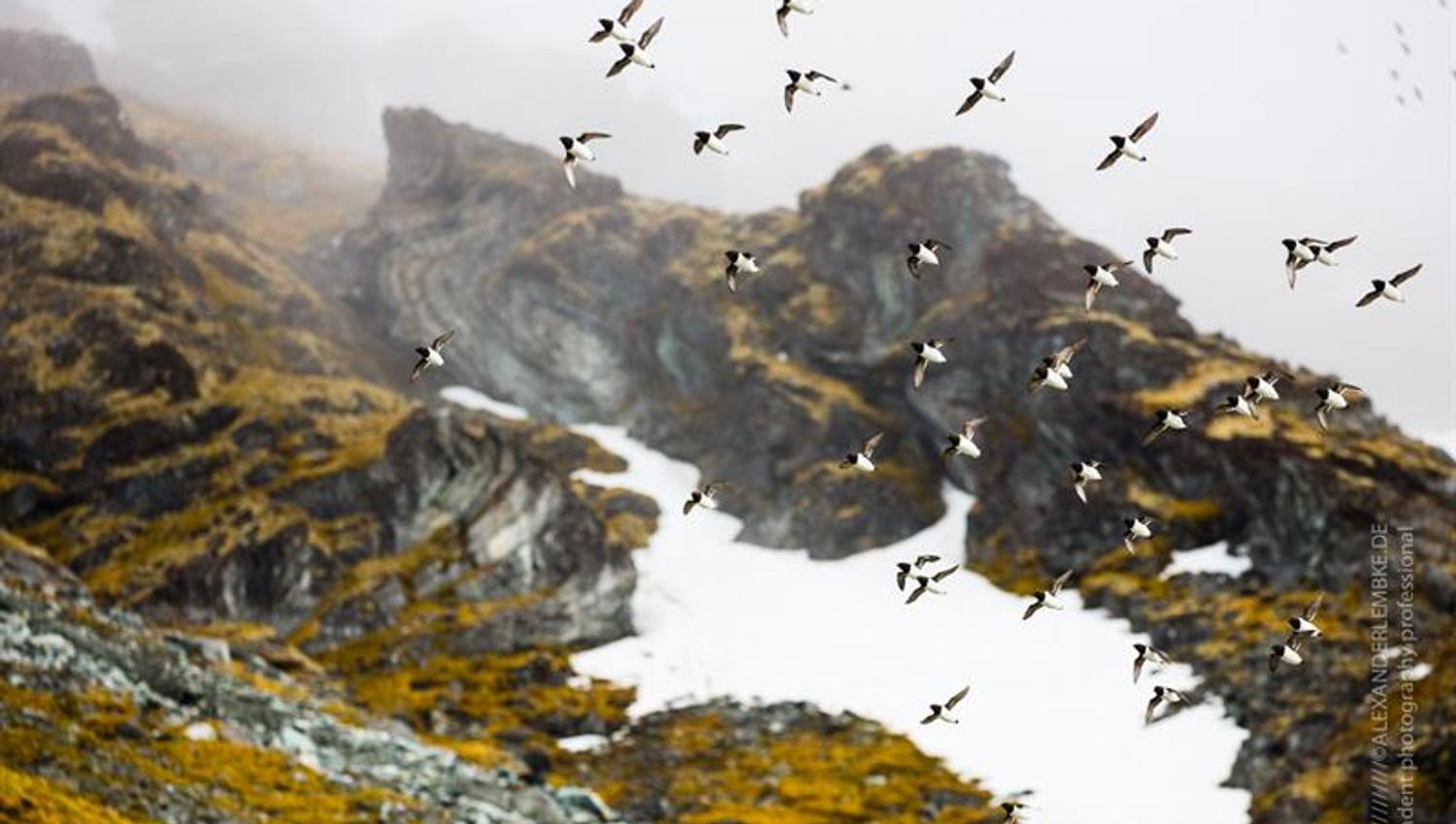 En flokk med alkekonger flyr i fjellet