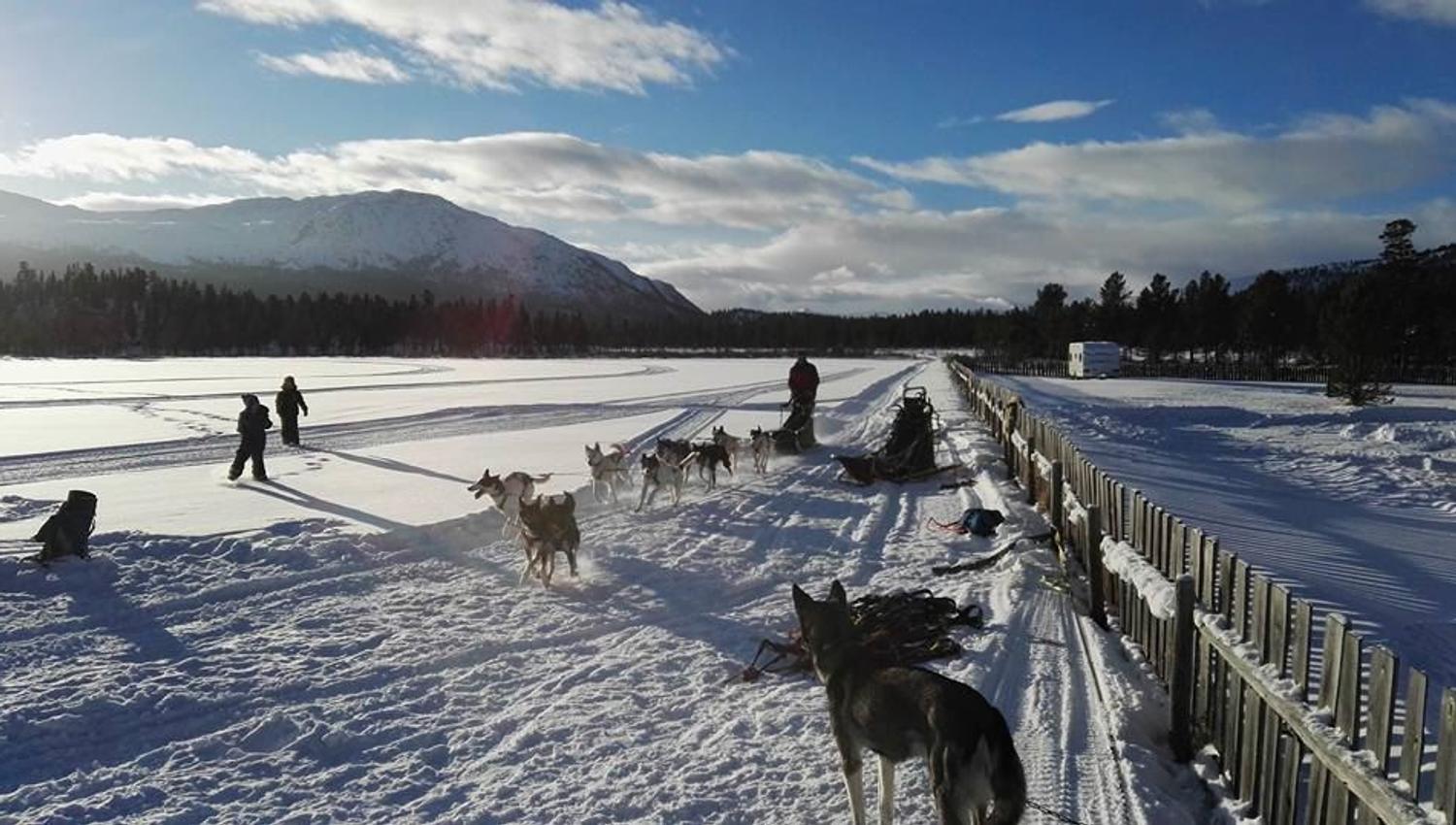 Dog sledding tours