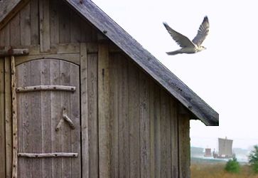 Fugl flyr over tak på et lite hus